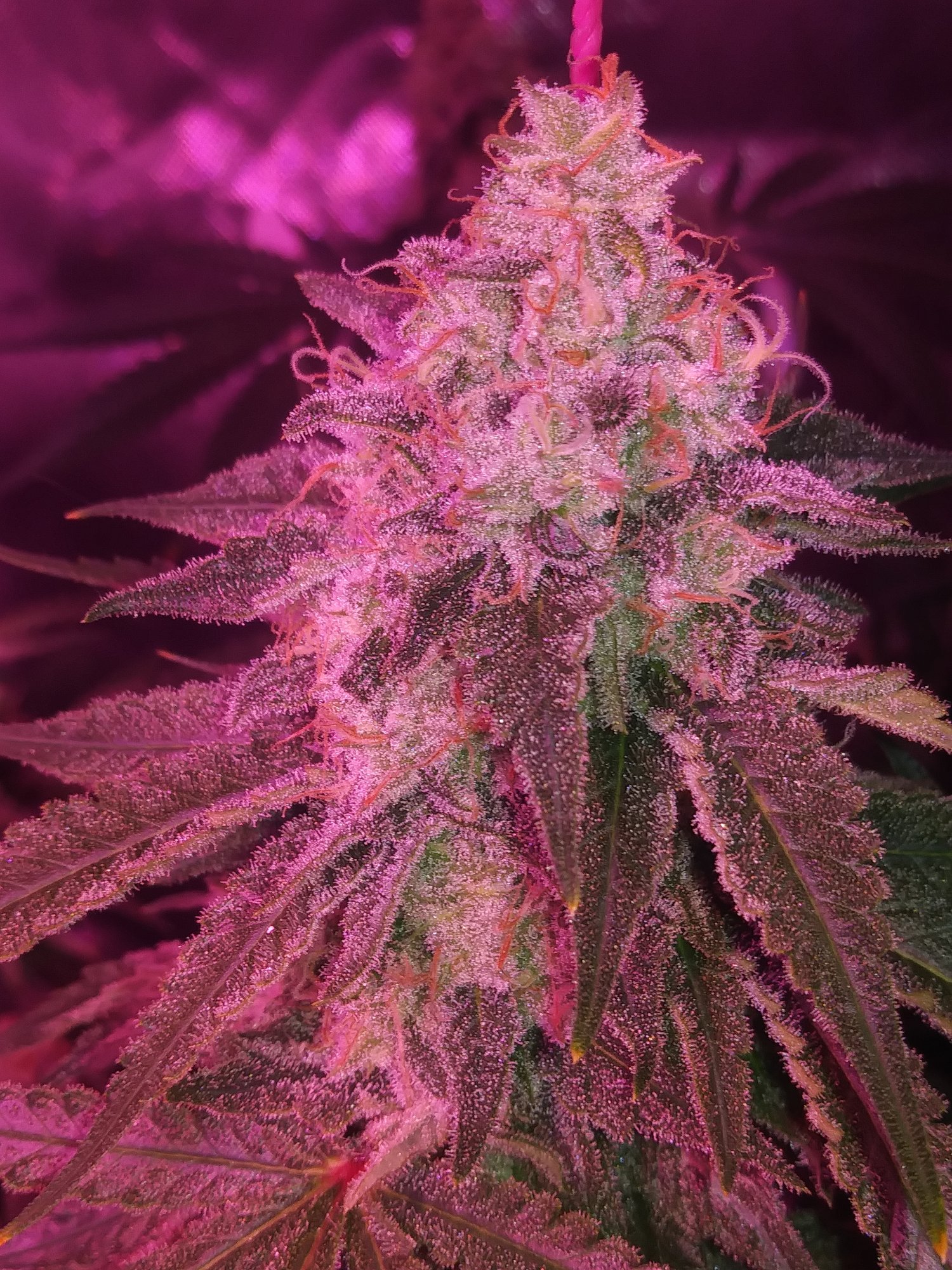 20200810 211551