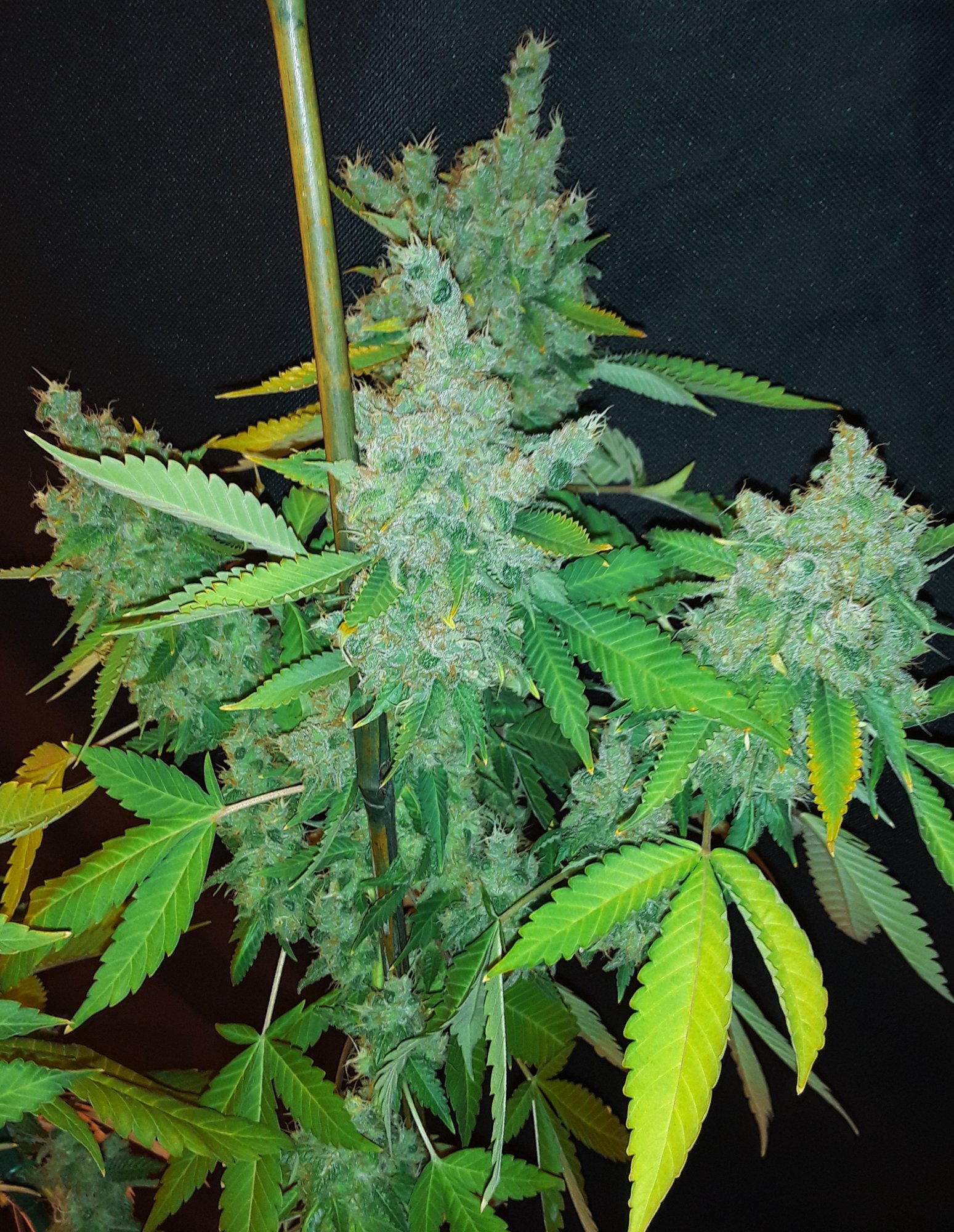 20200823 090527