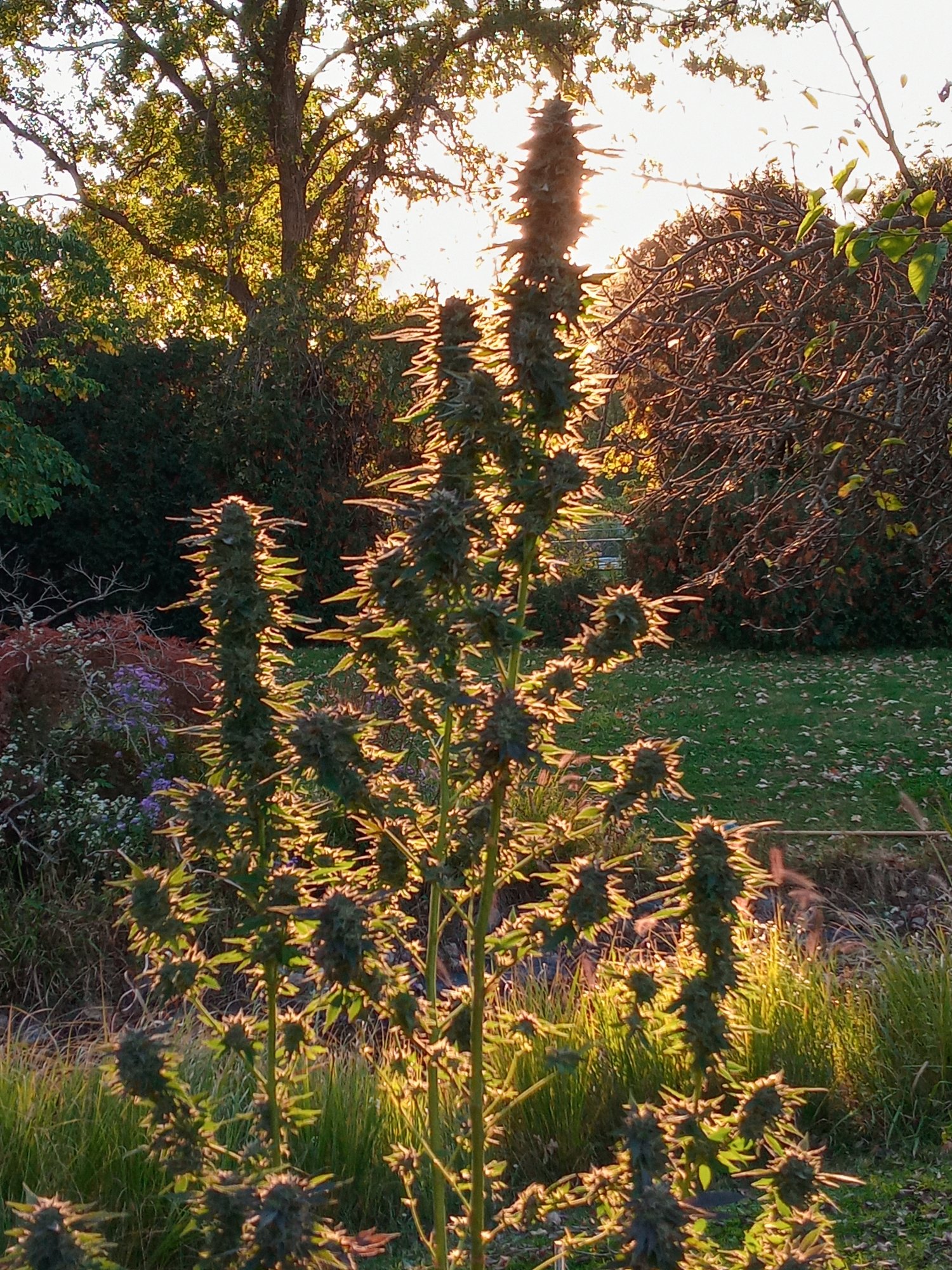 20201006 181515 HDR