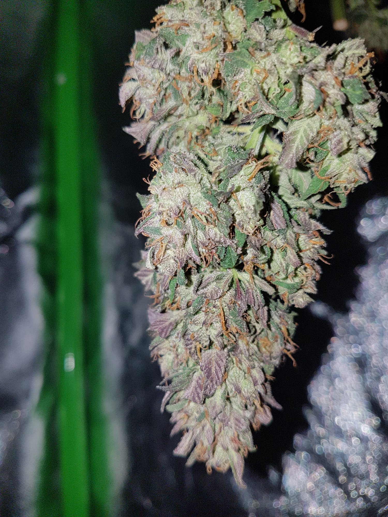 www.thcfarmer.com
