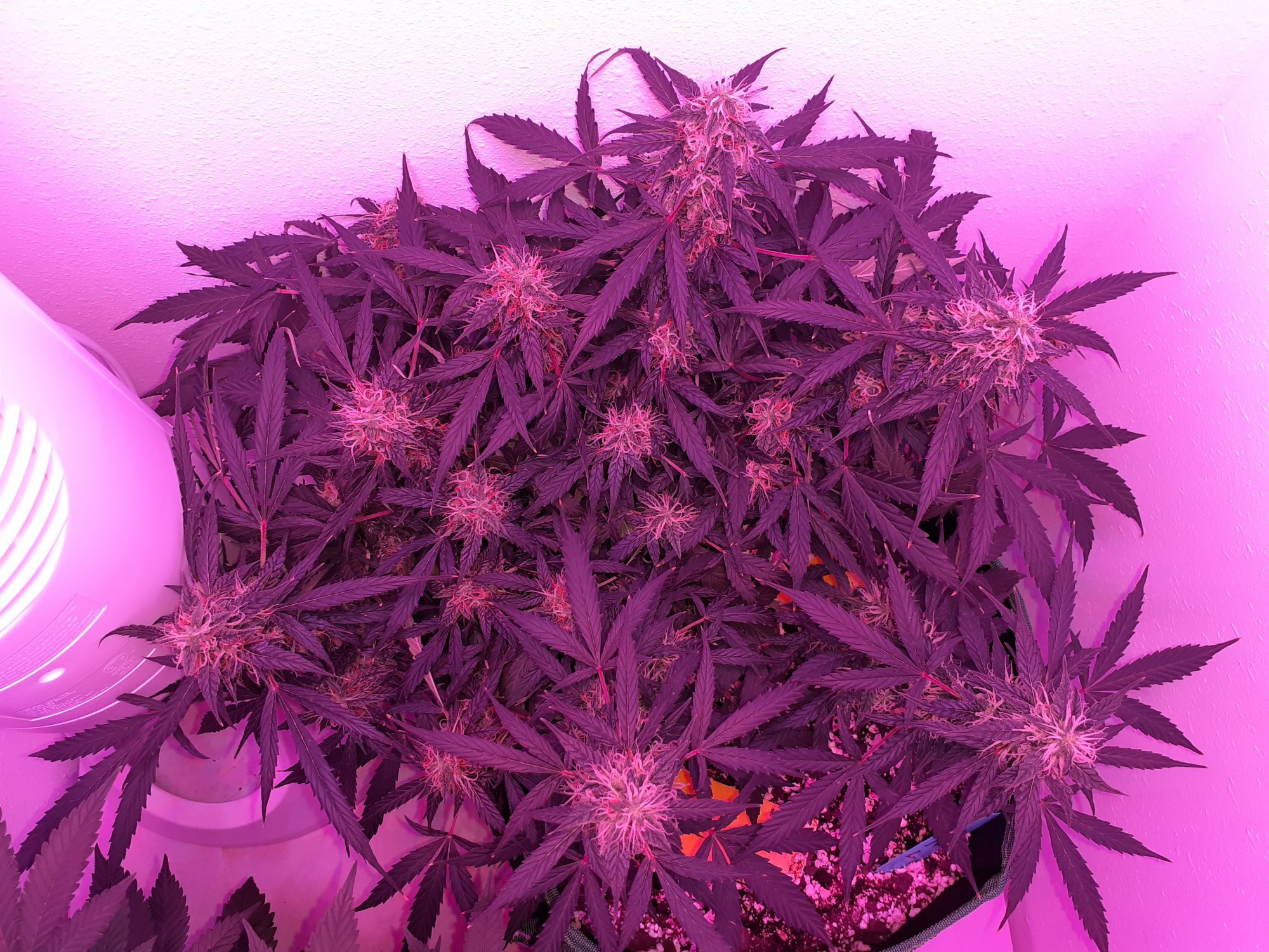20201113 202921