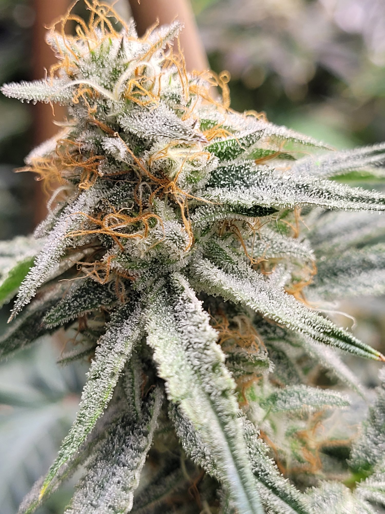 20201214 065019