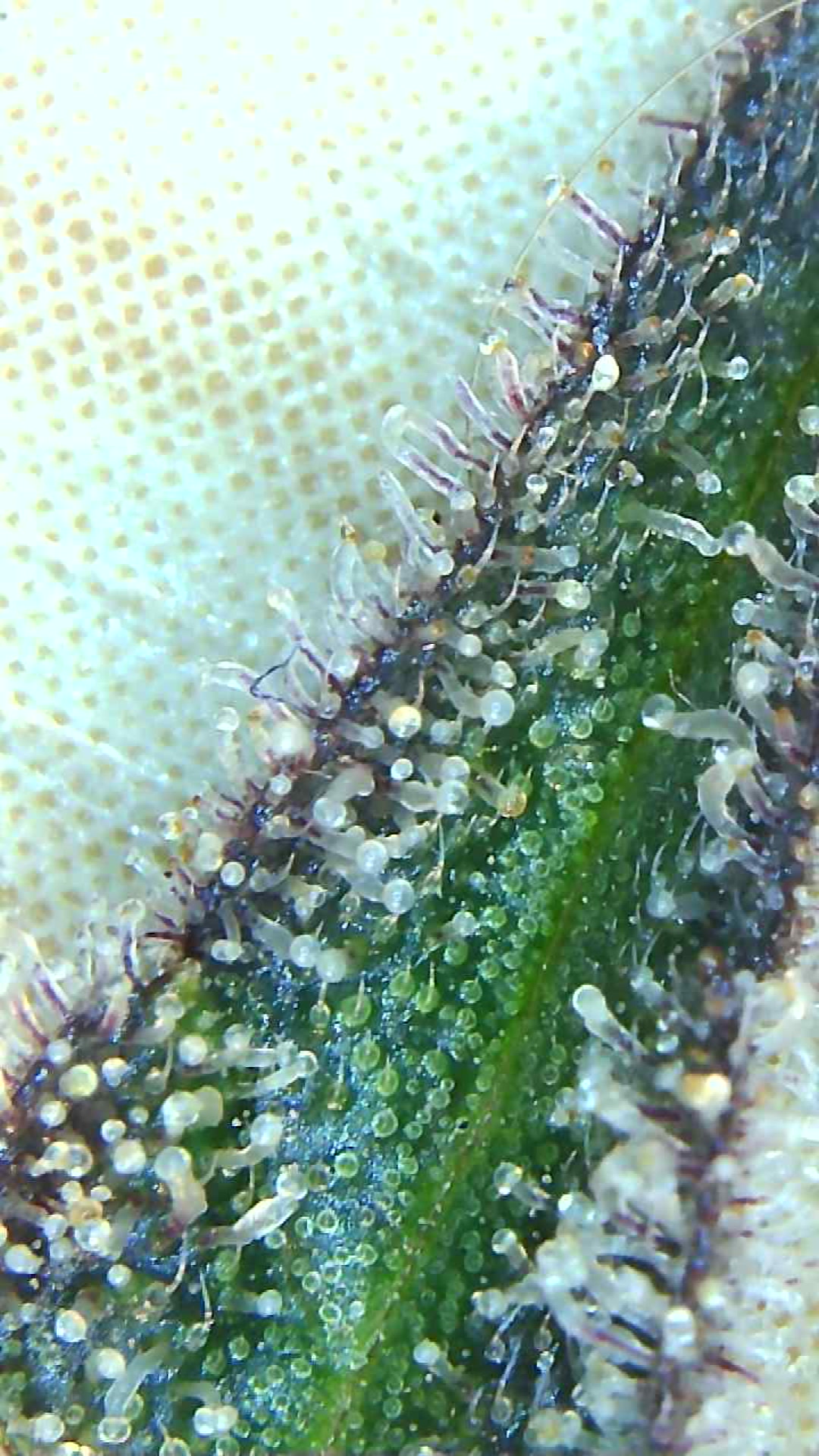 2021 01 04 105235