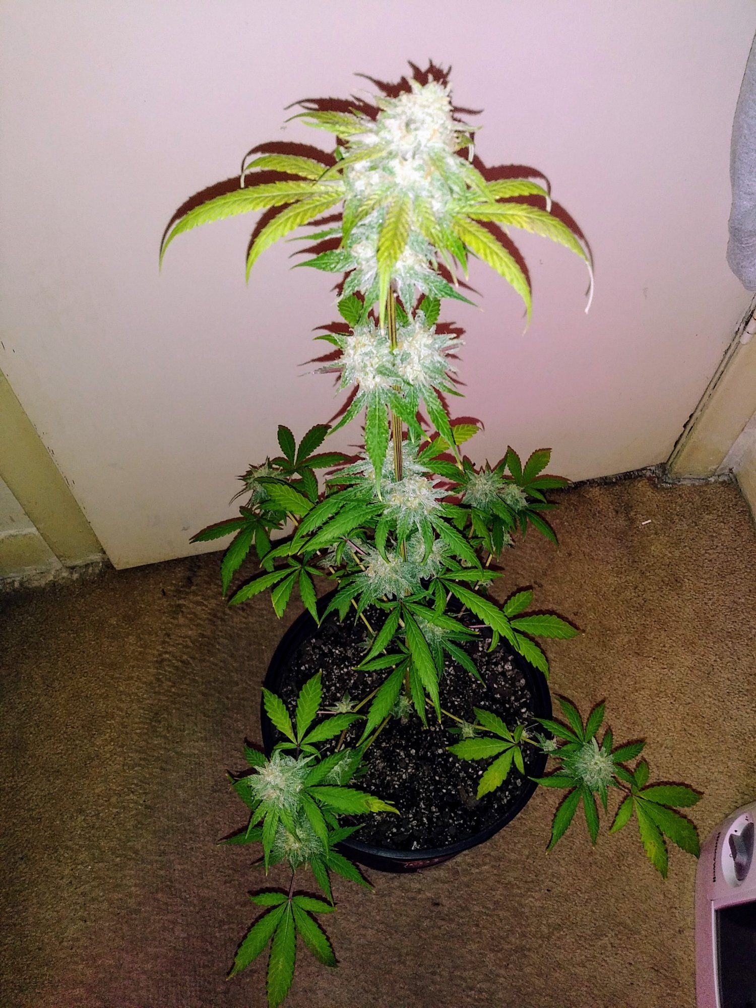 Five or three gallon pots? | THCFarmer - Cannabis Cultivation Network