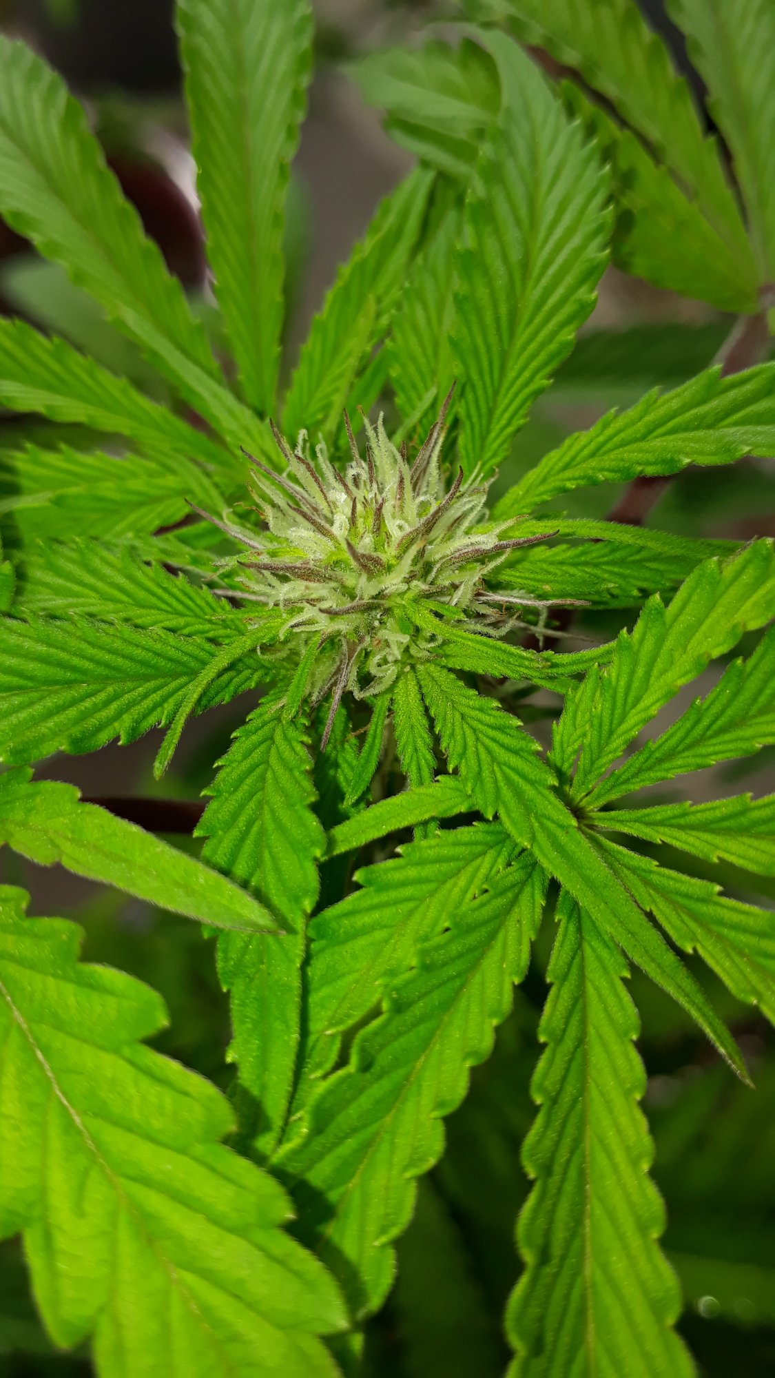 1st set of fan leaves are purple | THCFarmer - Cannabis Cultivation Network