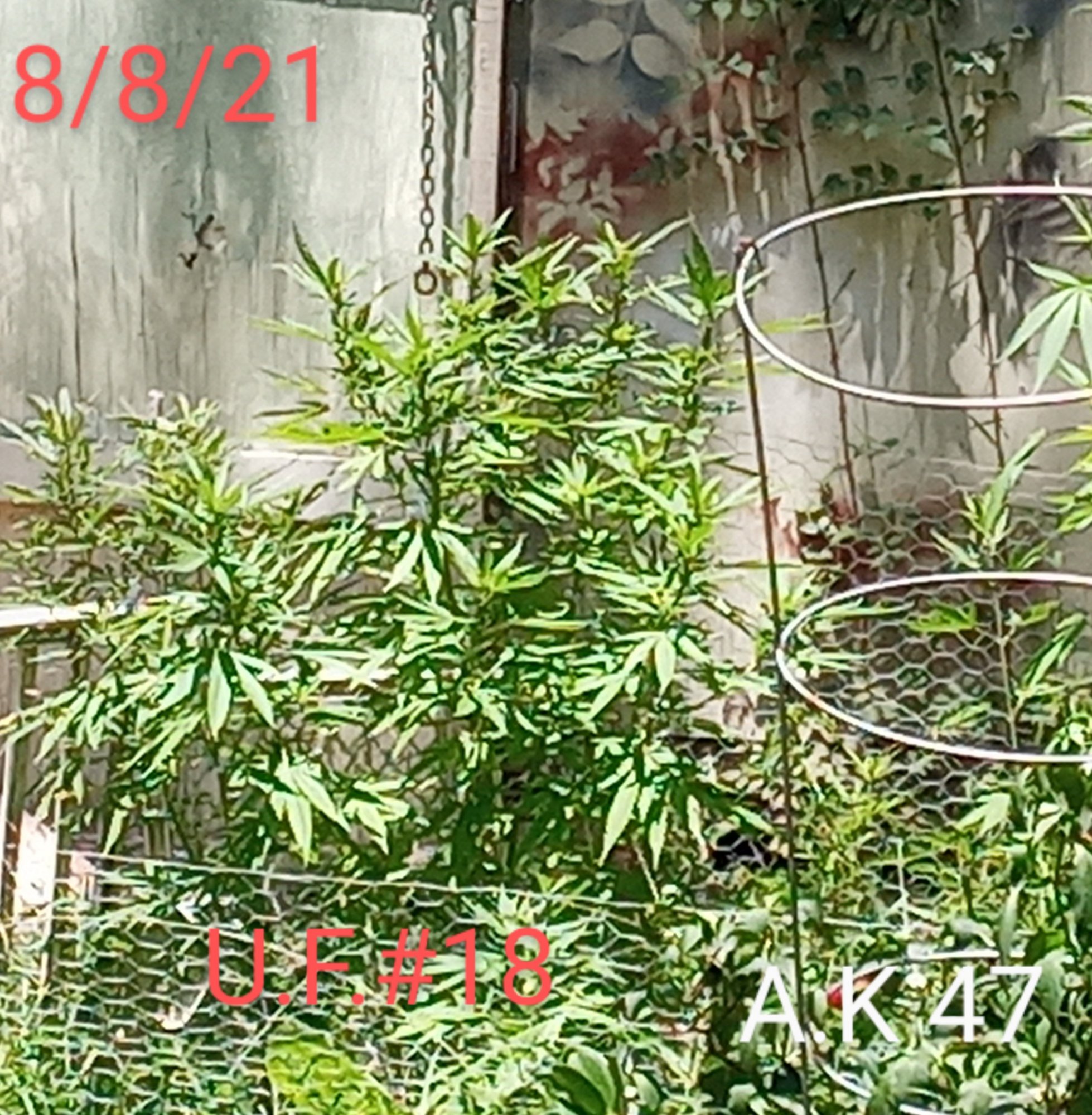 20210808 1343462