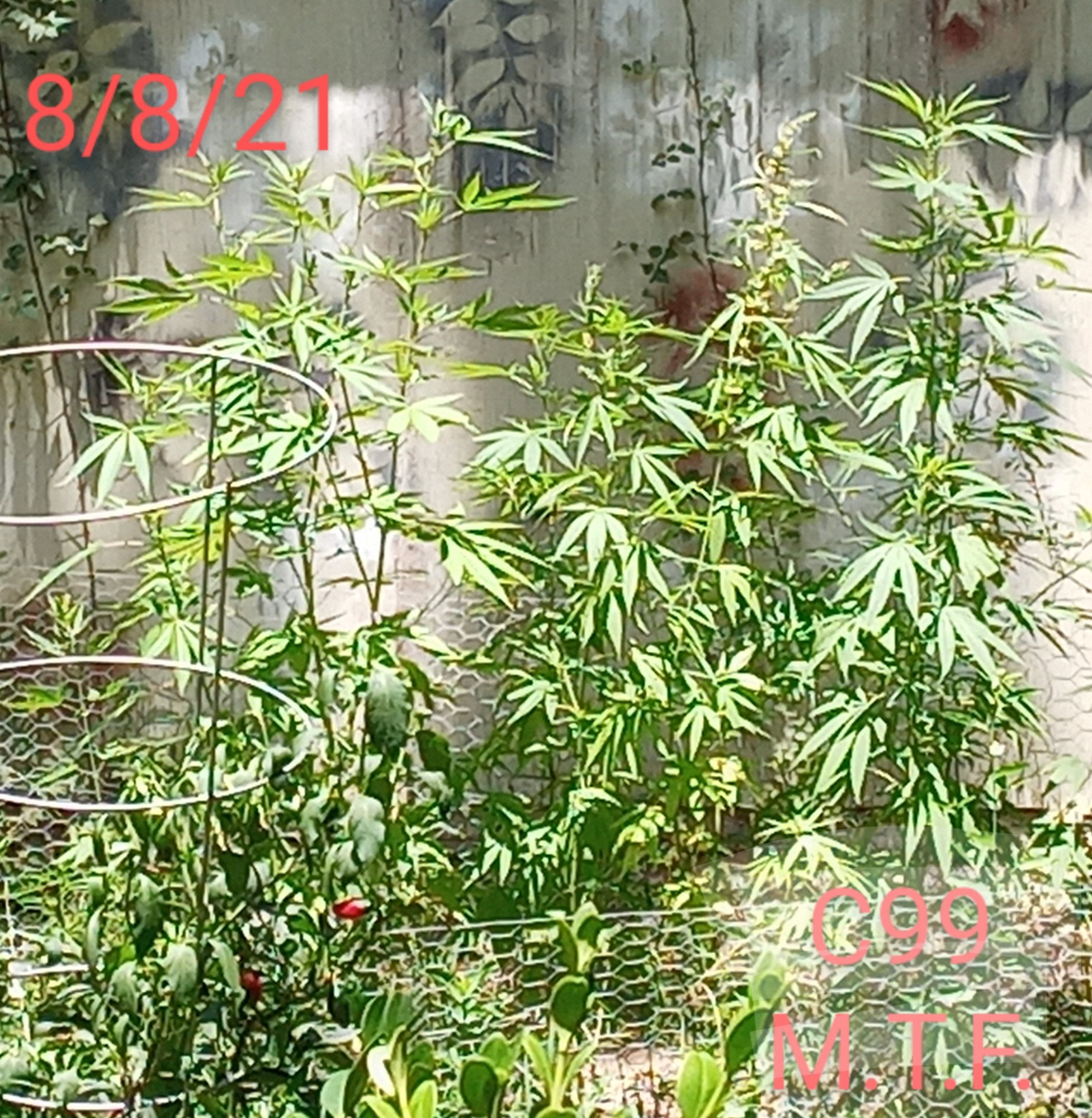 20210808 1343522