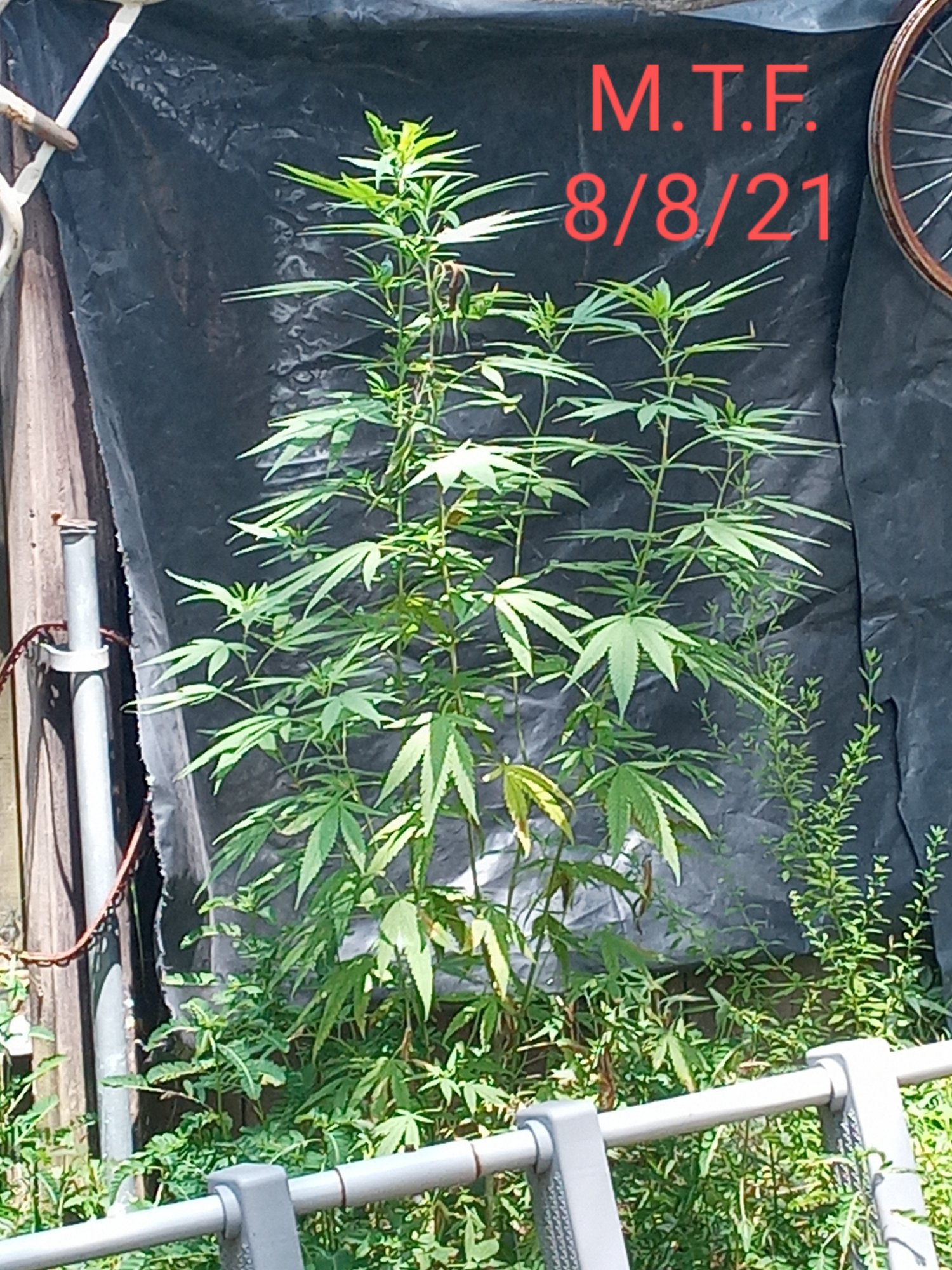 20210808 1345122