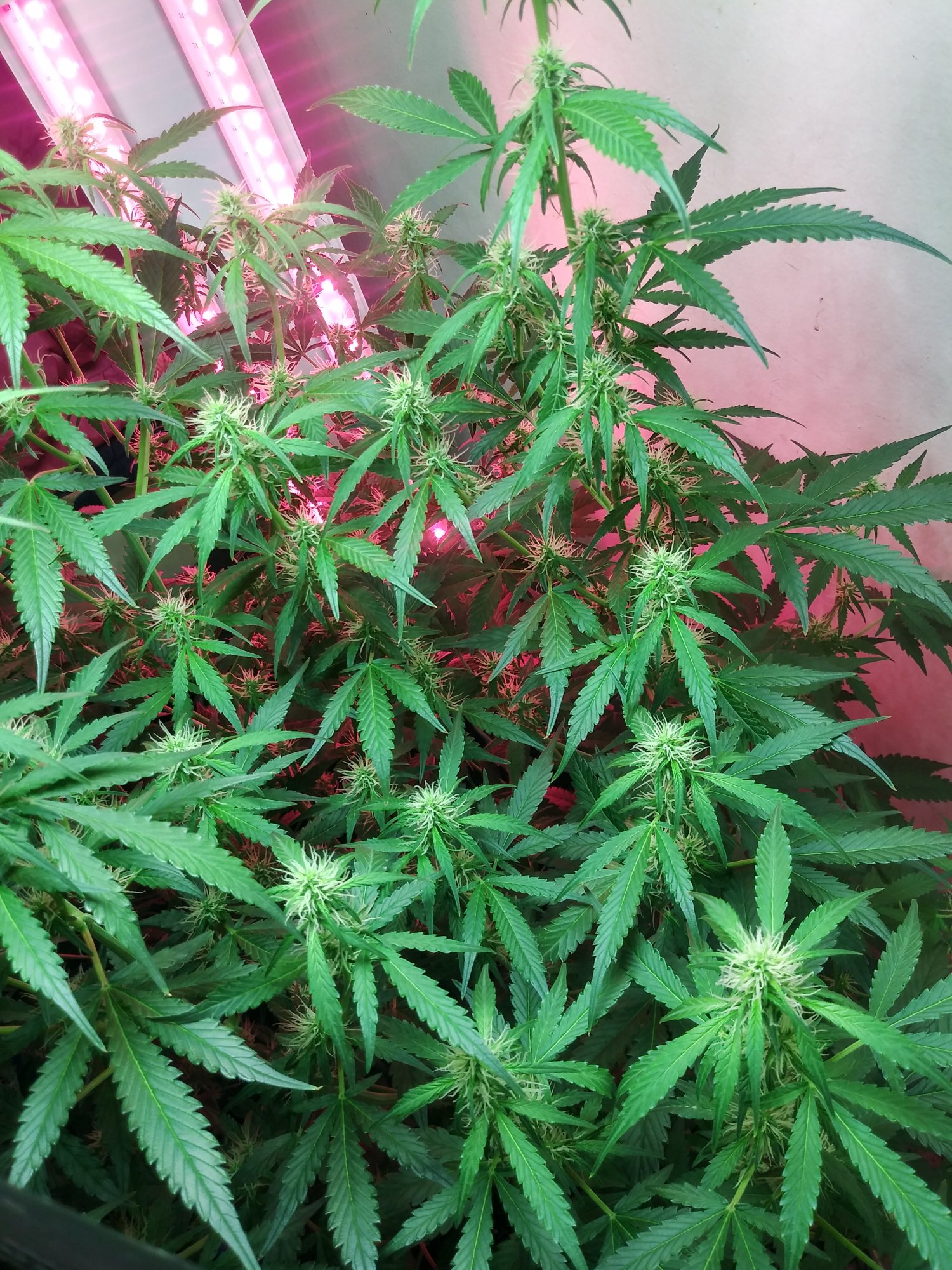 20210817 202633 HDR