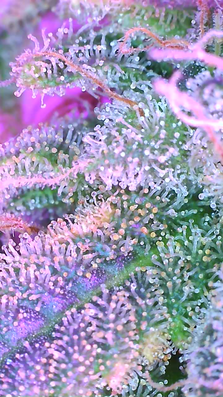 2021 04 02 06 17 35 652