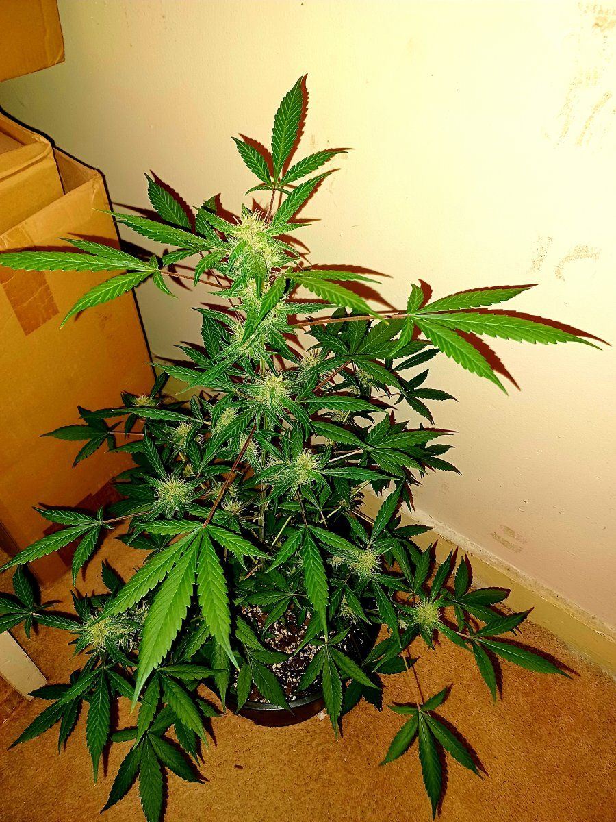 My seedling is slightly bent! Help please! - THCFarmer