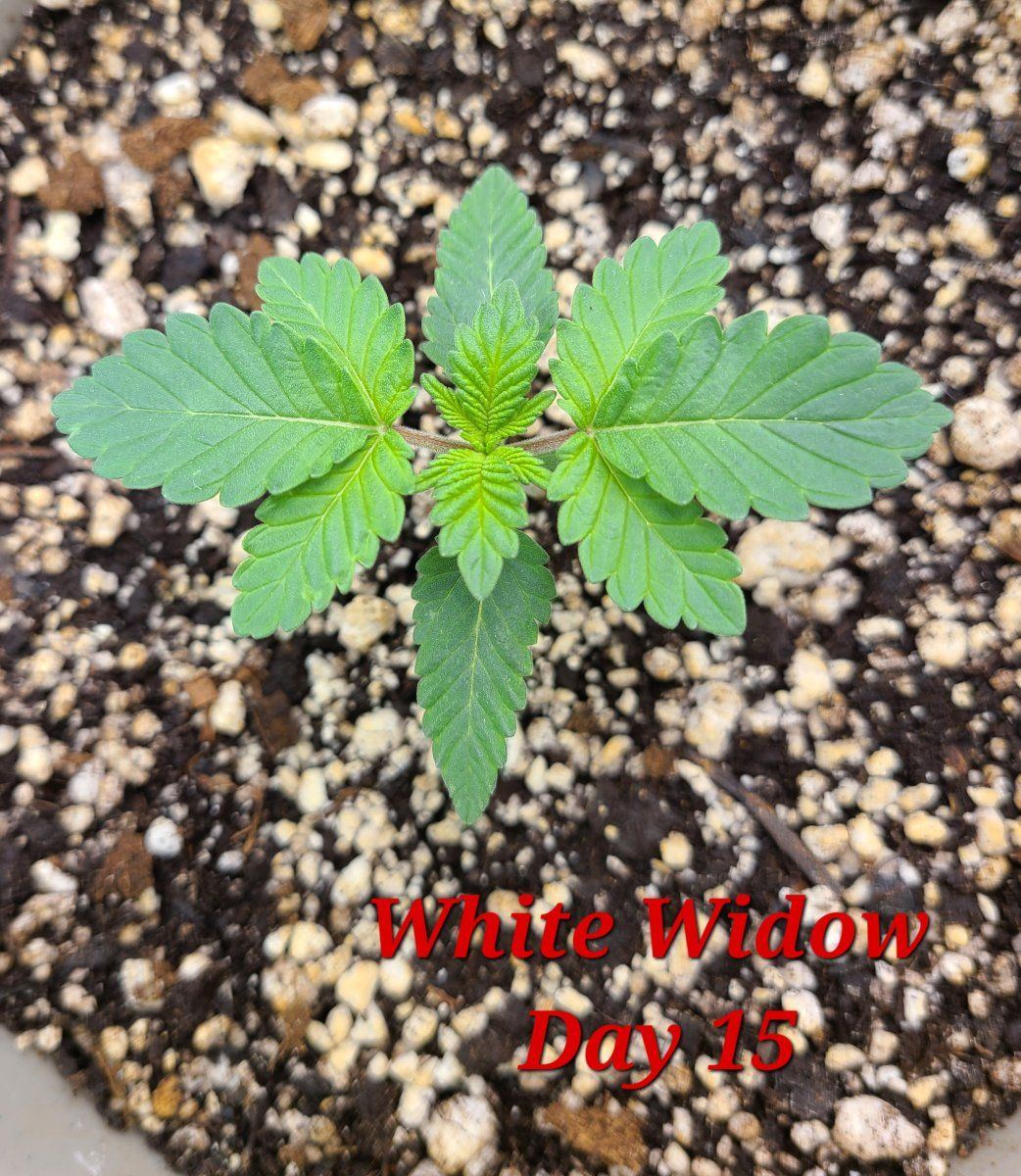 Very slow growth with photos. And why? - THCFarmer