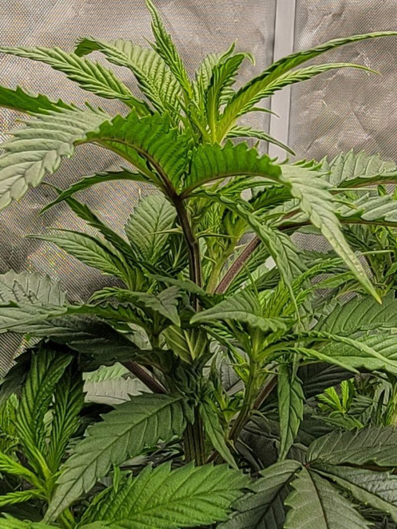 20220809 080644   crop3x4