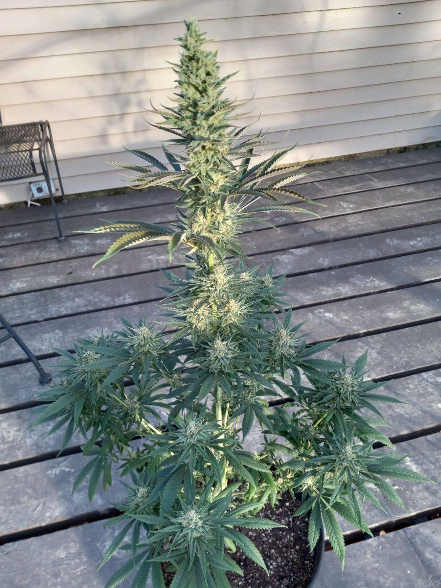 2023 02 19 headband og