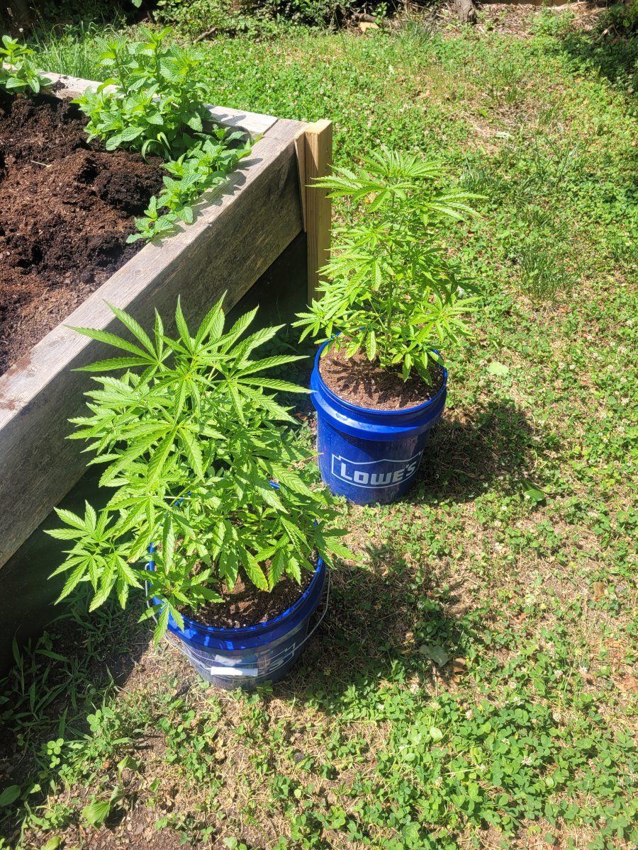 2023 outdoor 2x chocolope grow progress 2