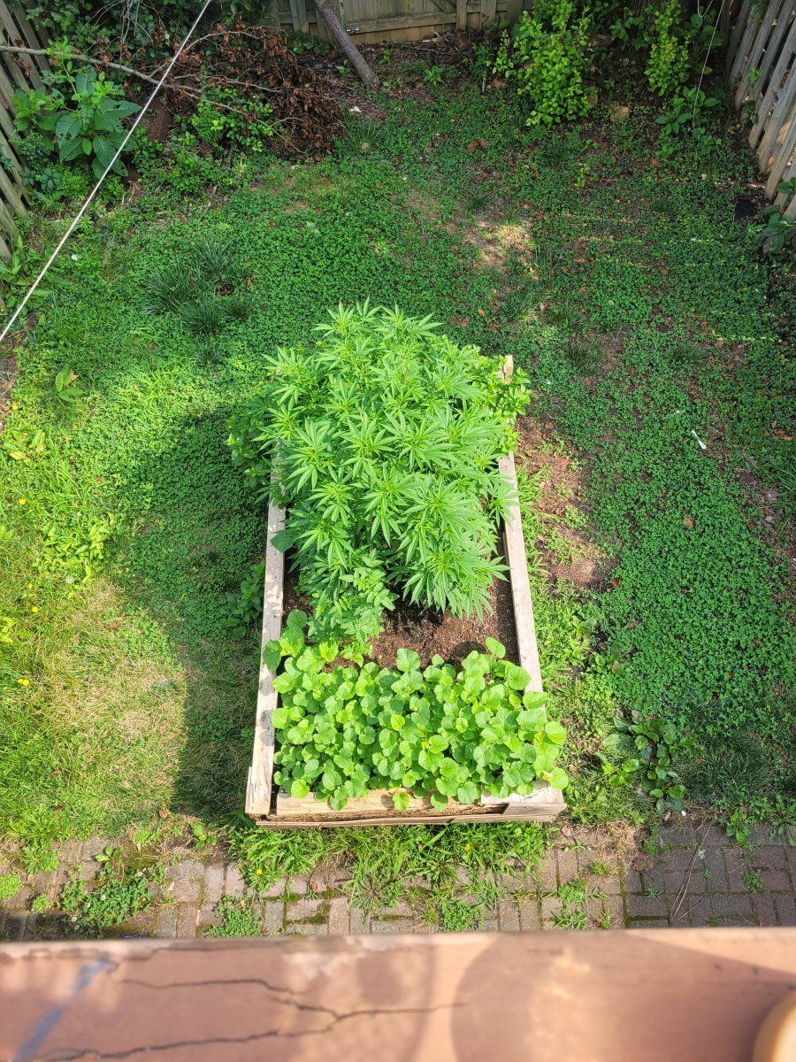 2023 outdoor 2x chocolope grow progress 3