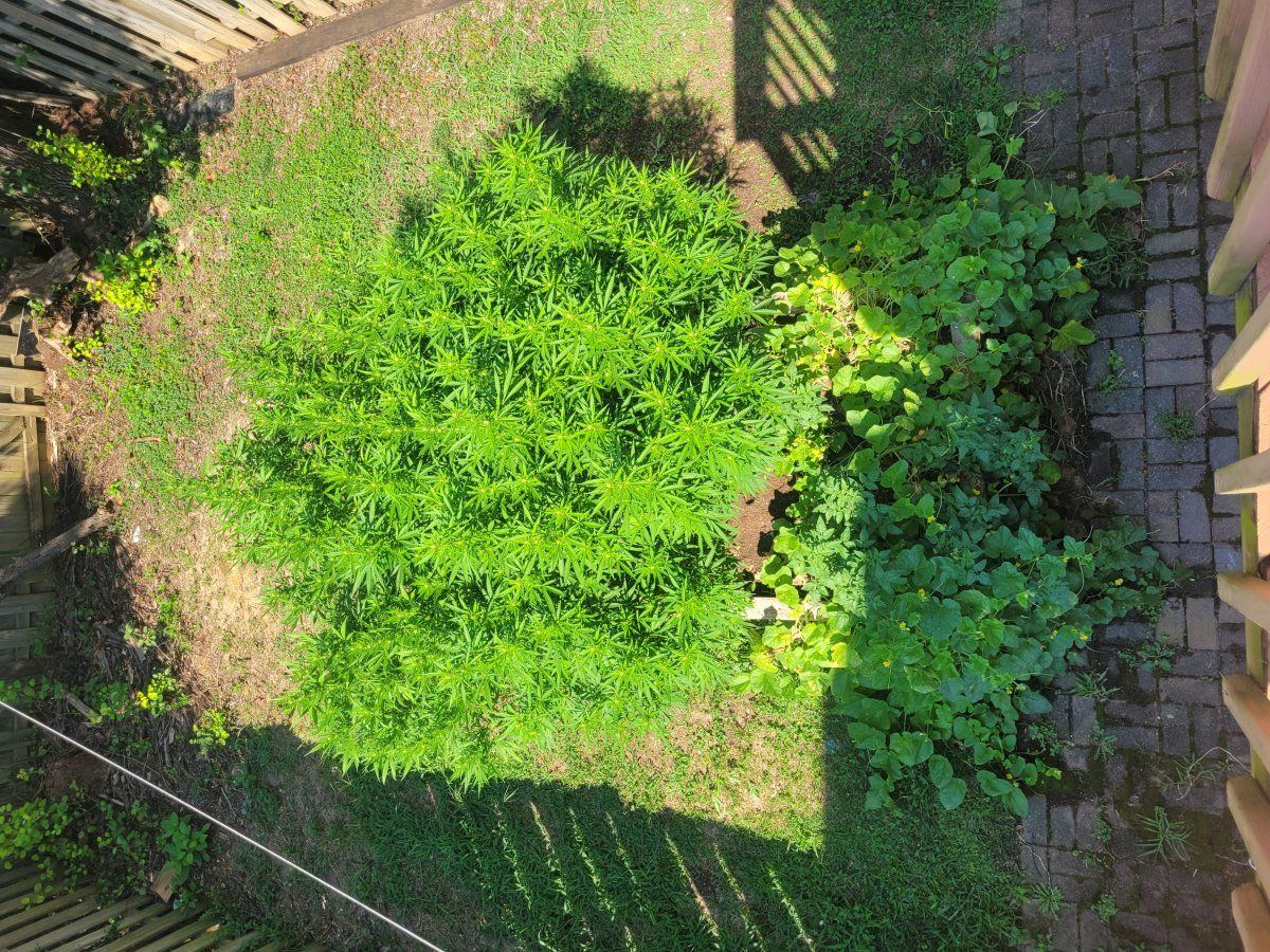 2023 outdoor 2x chocolope grow progress