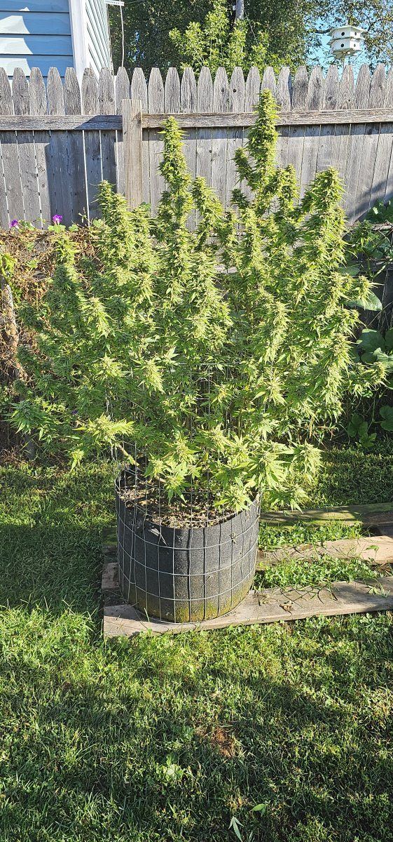 Changes for Next Outdoor Grow - THCFarmer