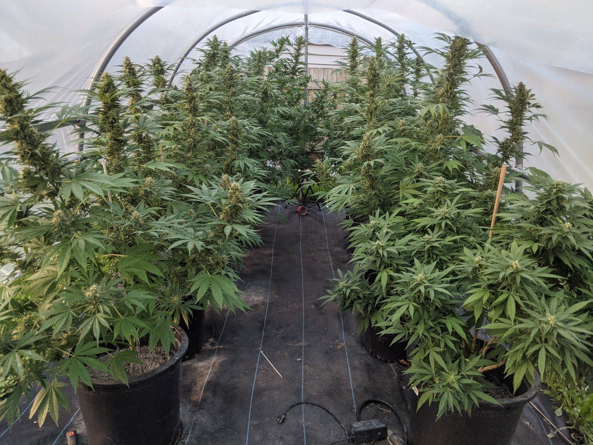 2024 double seed run and large pheno hunt 11