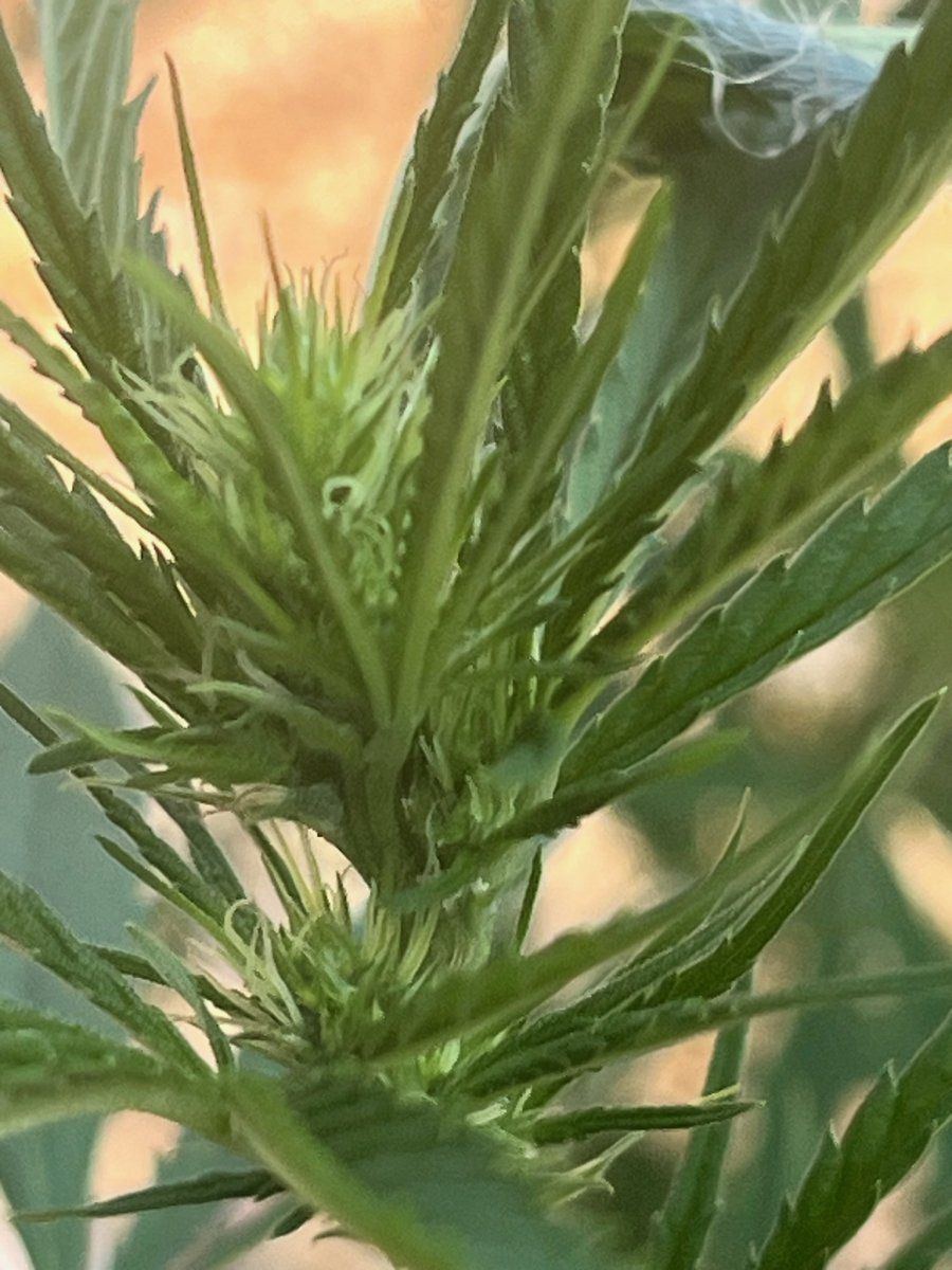 2024 Grow Start Flower 2