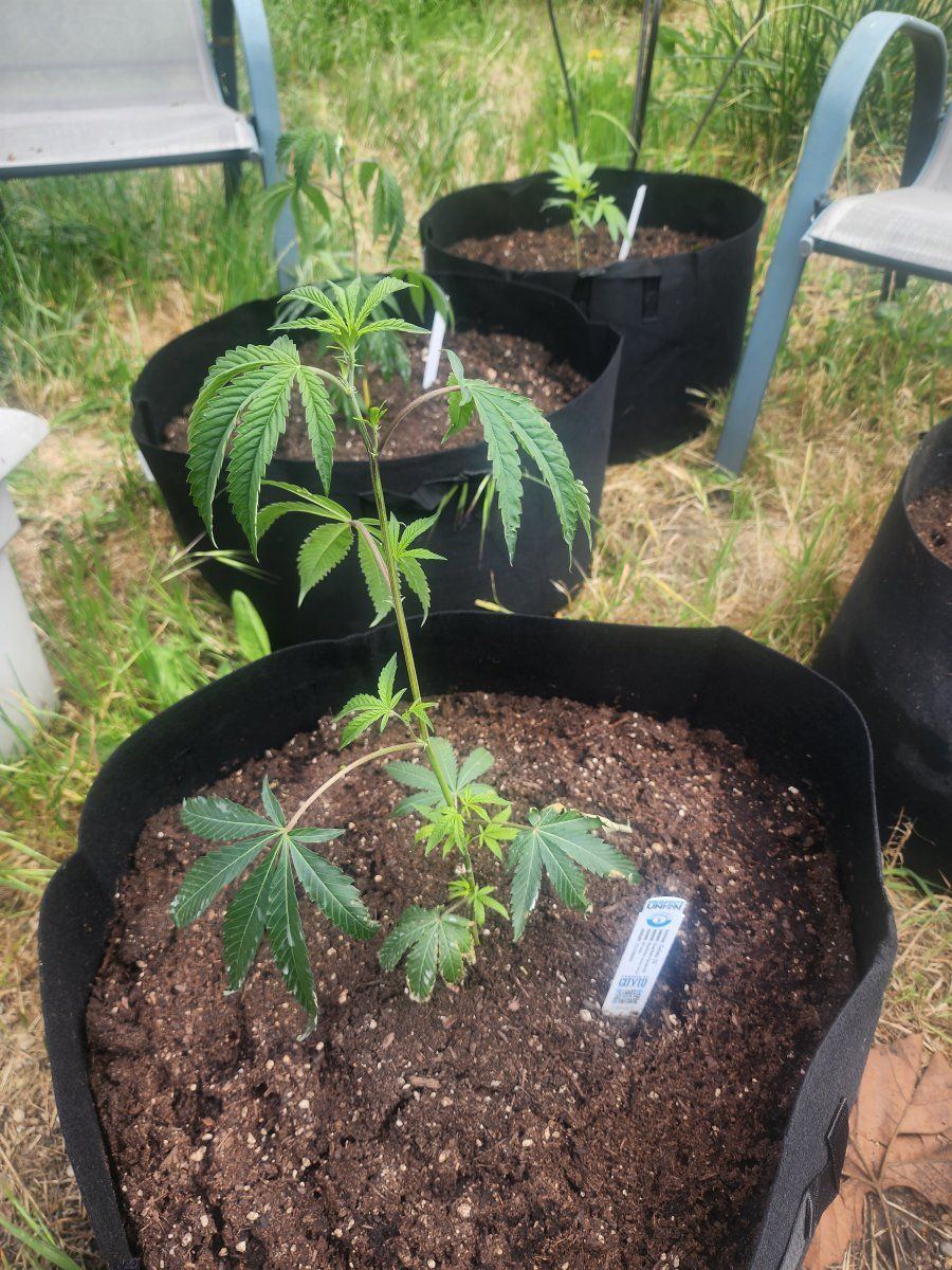 2024 outdoor grow setup beginner grower 10