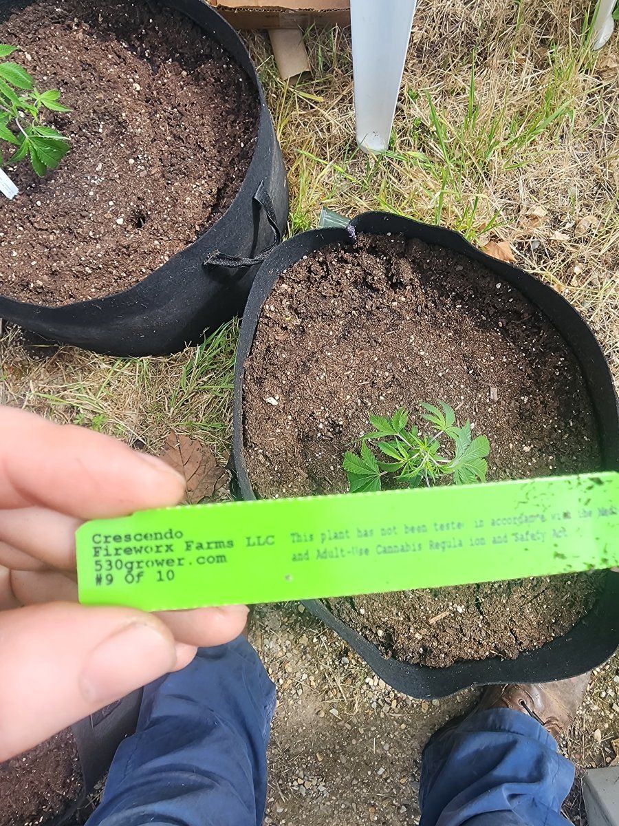 2024 outdoor grow setup beginner grower 17