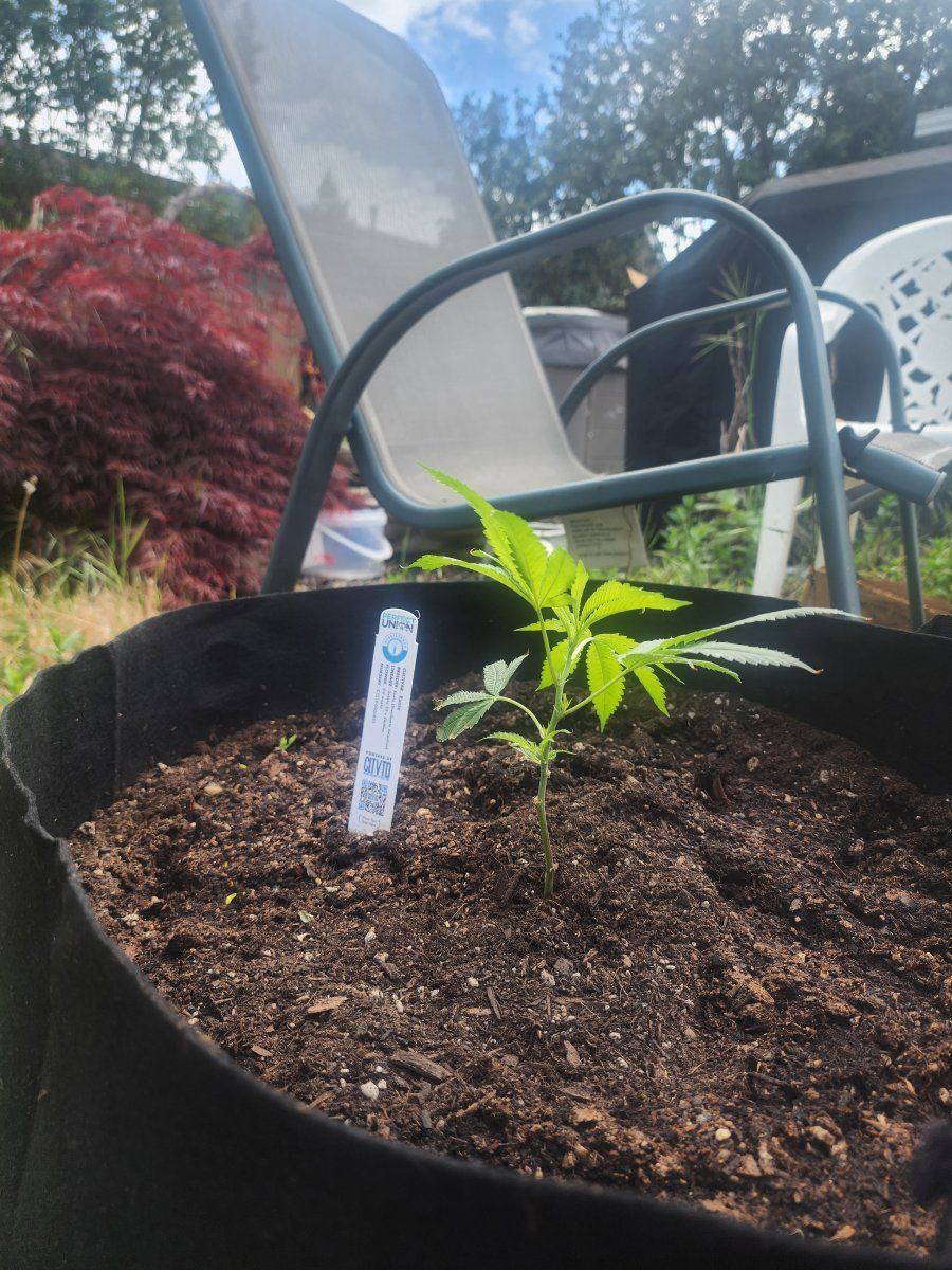 2024 outdoor grow setup beginner grower 4