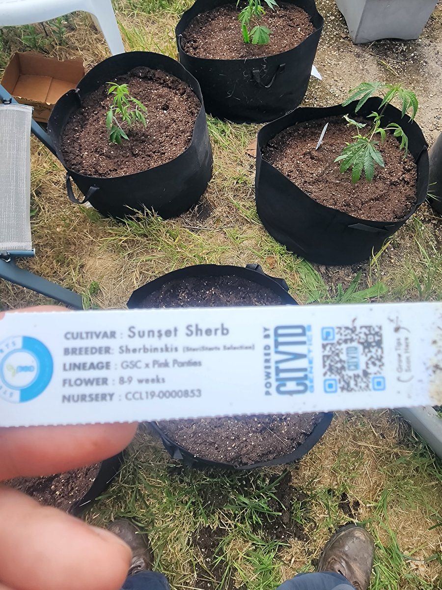 2024 outdoor grow setup beginner grower 5