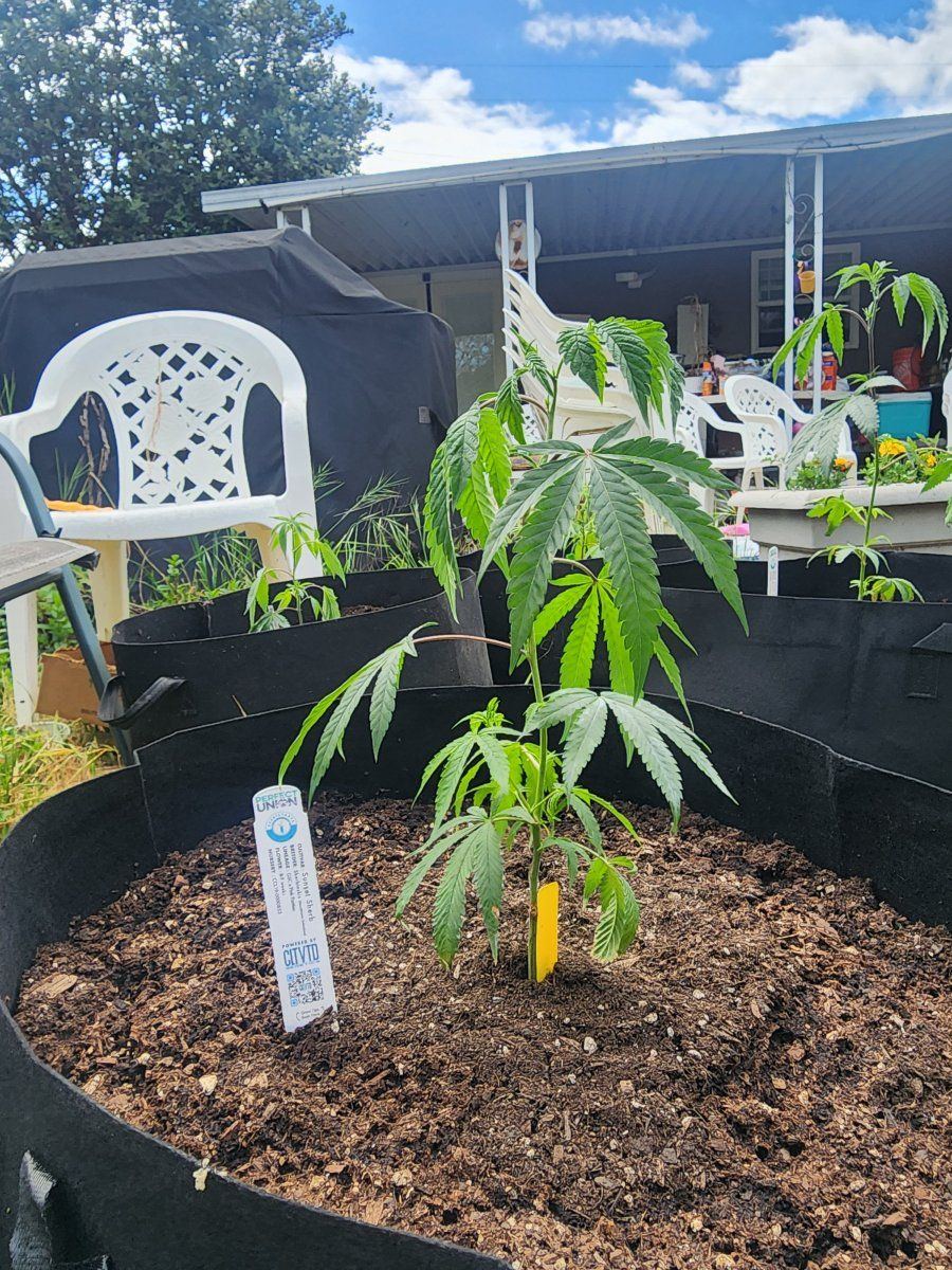 2024 outdoor grow setup beginner grower 8