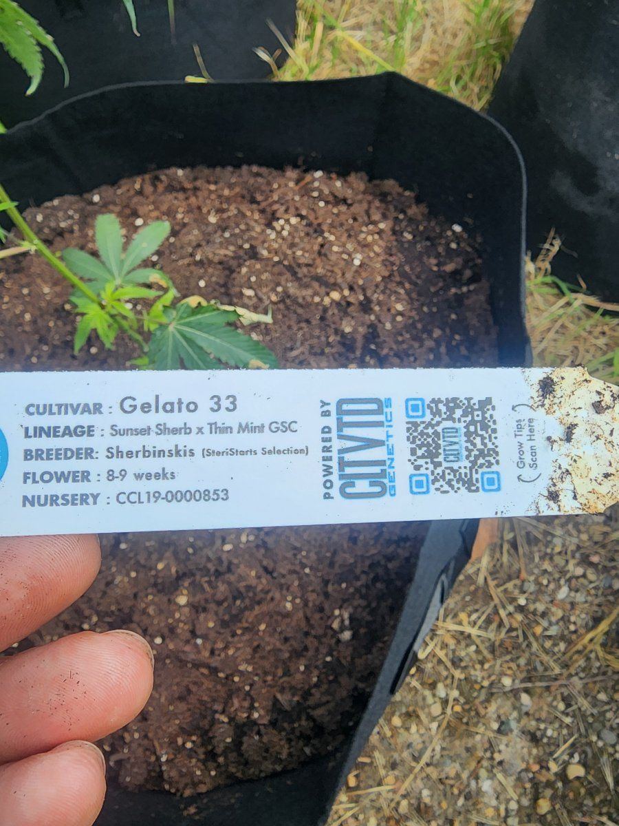 2024 outdoor grow setup beginner grower 9