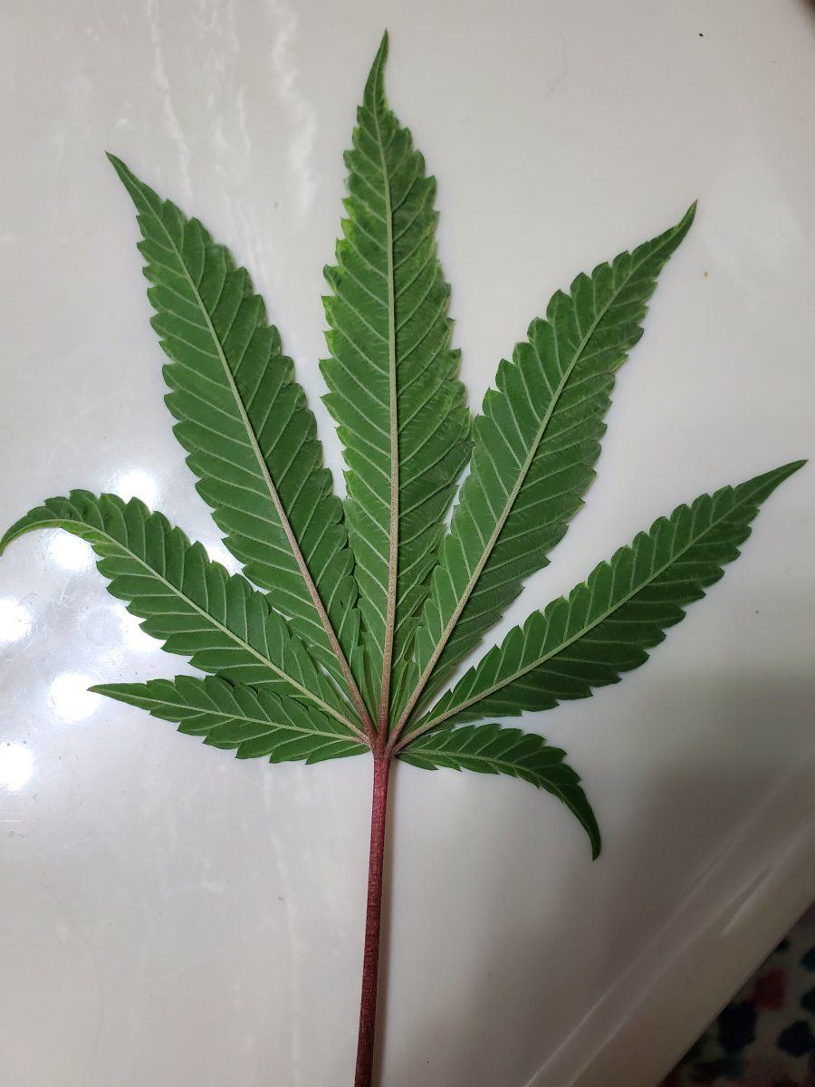 Variegated leaves I am guessing? - THCFarmer