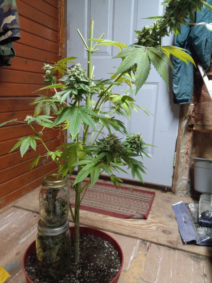 20240927 Lemon Tree Punch