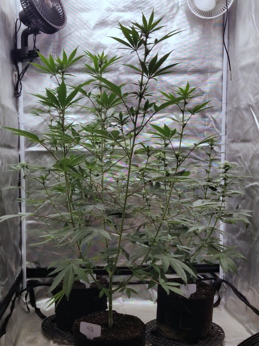 20241105 081726