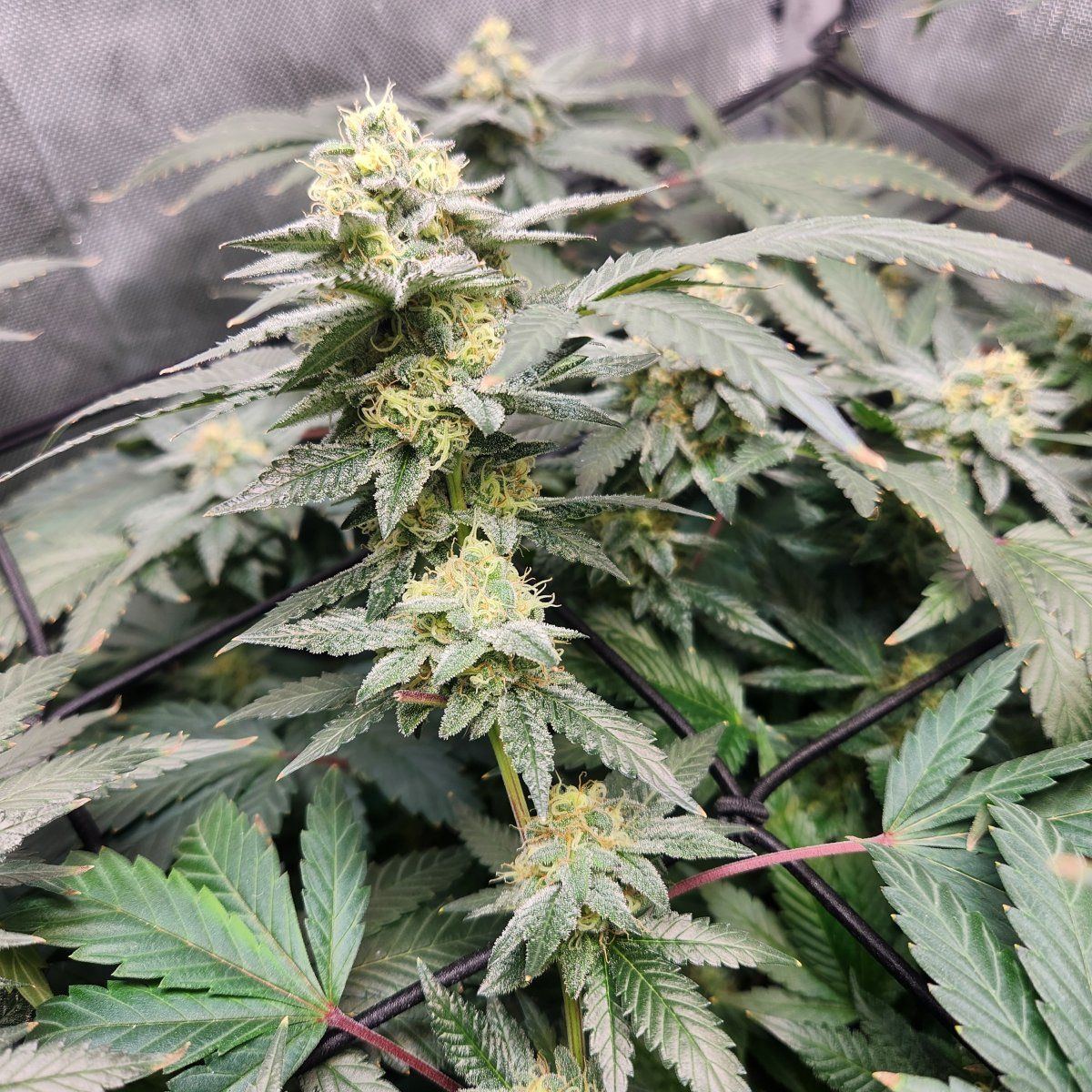 20250313 212126