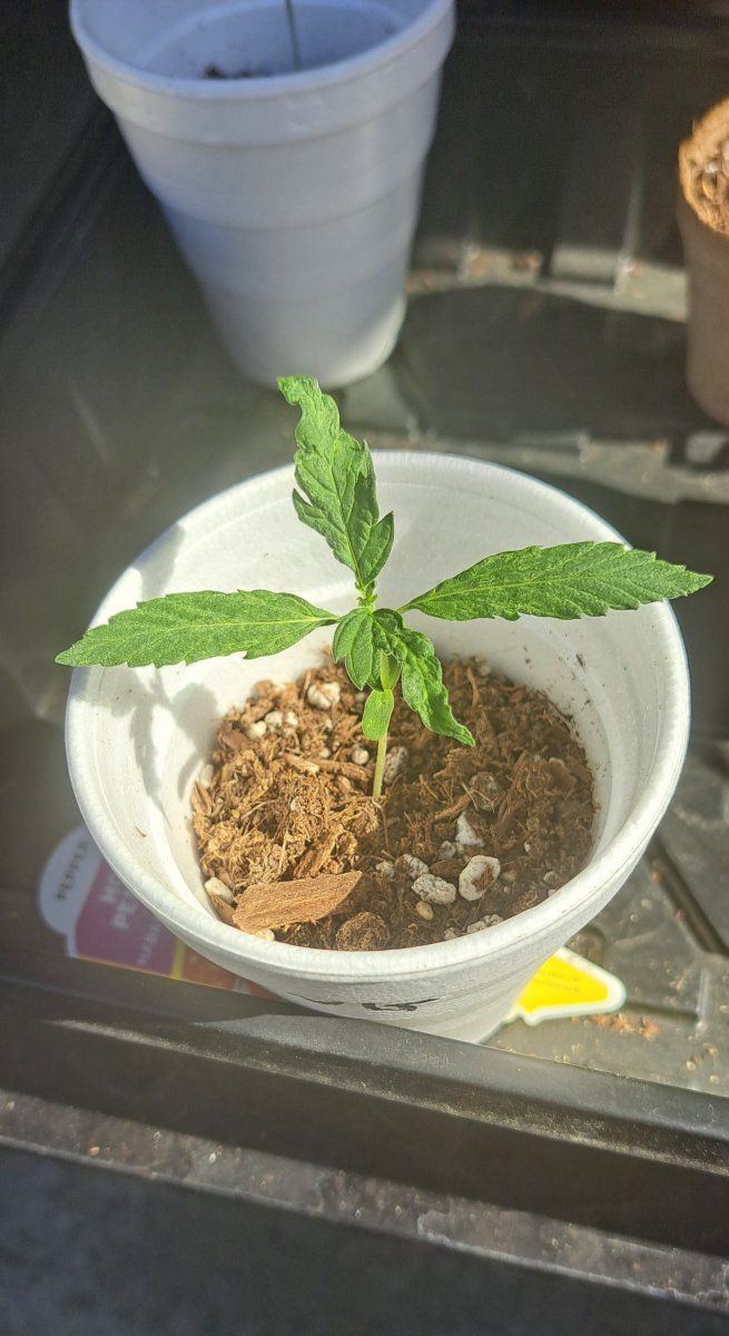 3 days old seedling, how does it looks? - THCFarmer