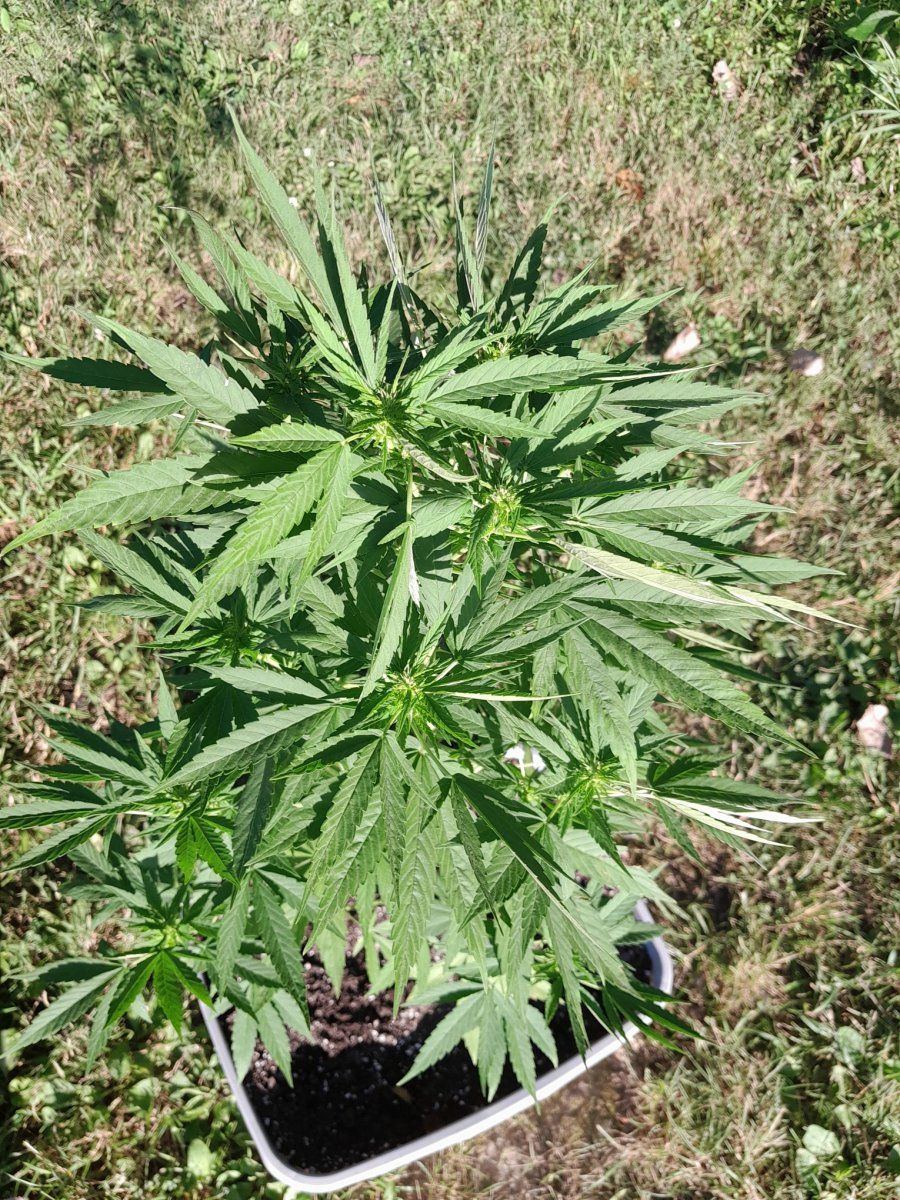 20250710 185317 AK47