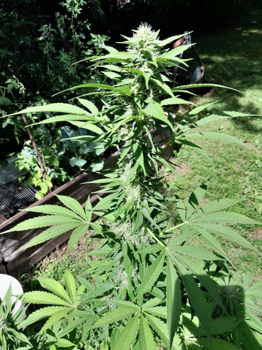 20250719 154947 White Widow