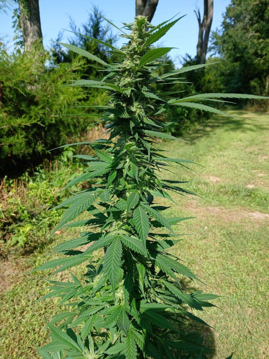 20250802 Afghan Kush