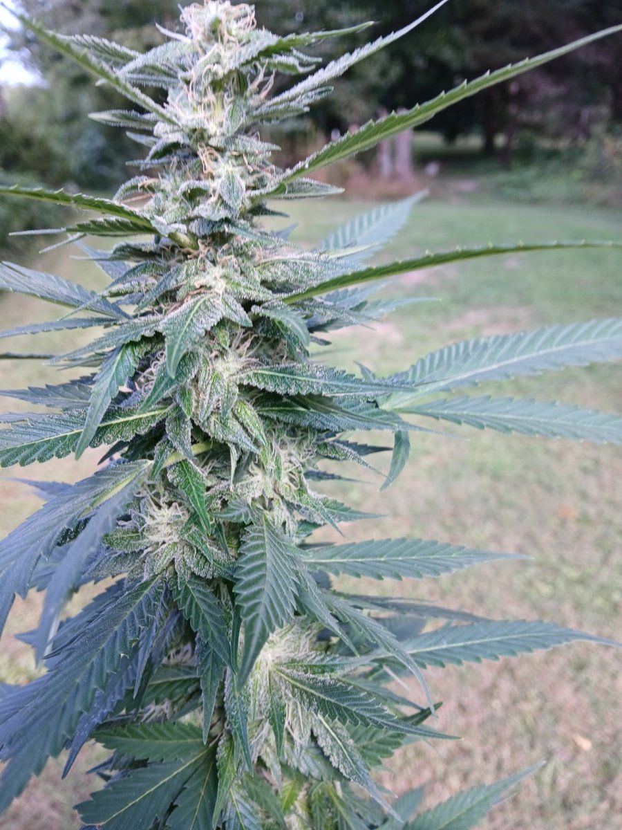 20250802 Afghan Kush Top