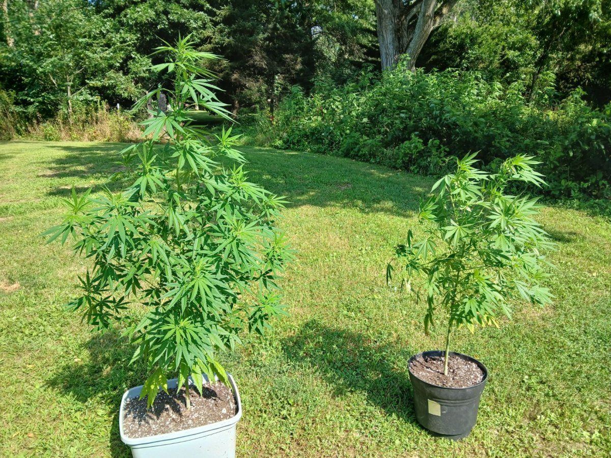 20250802 ARC99 and White Widow