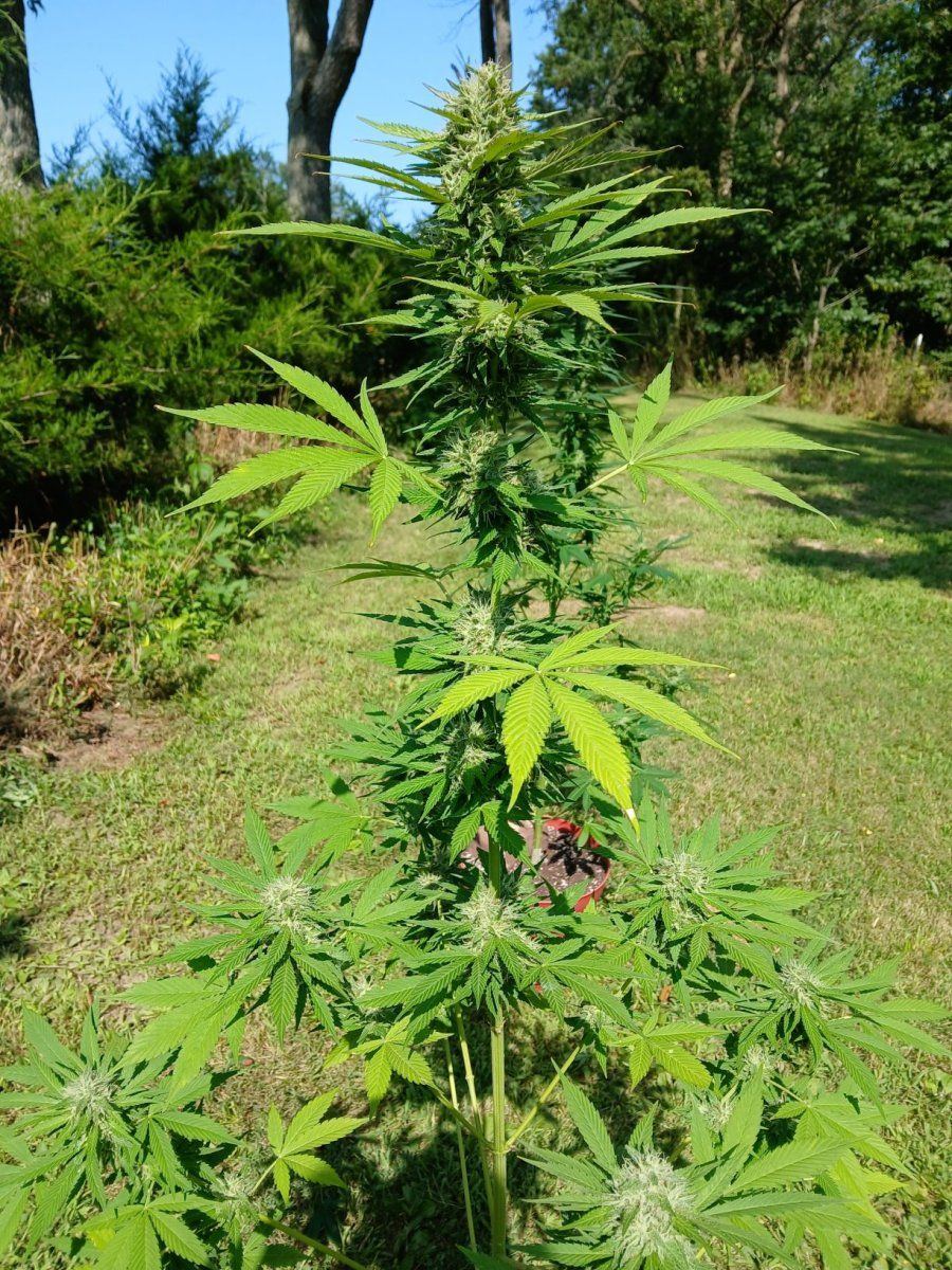 20250802 White Widow