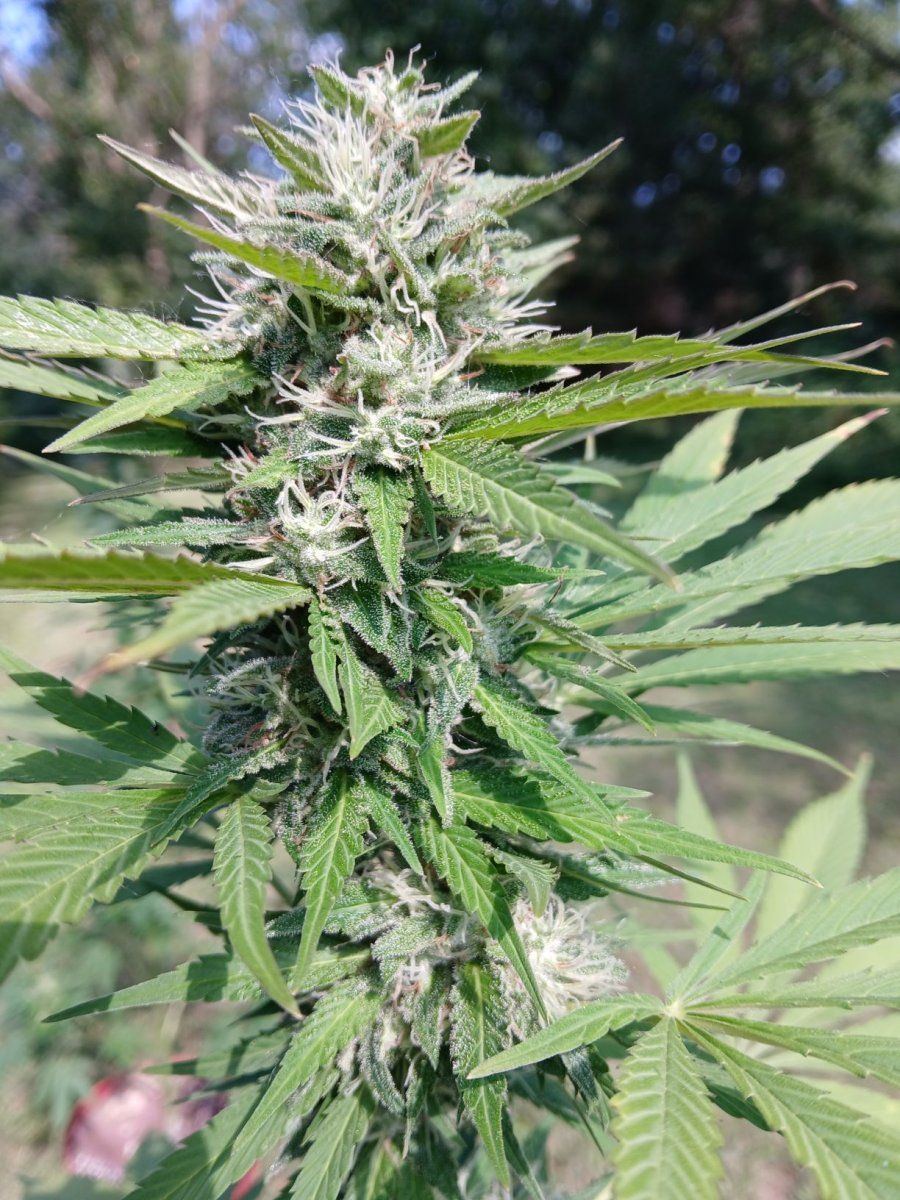 20250802 White Widow Top
