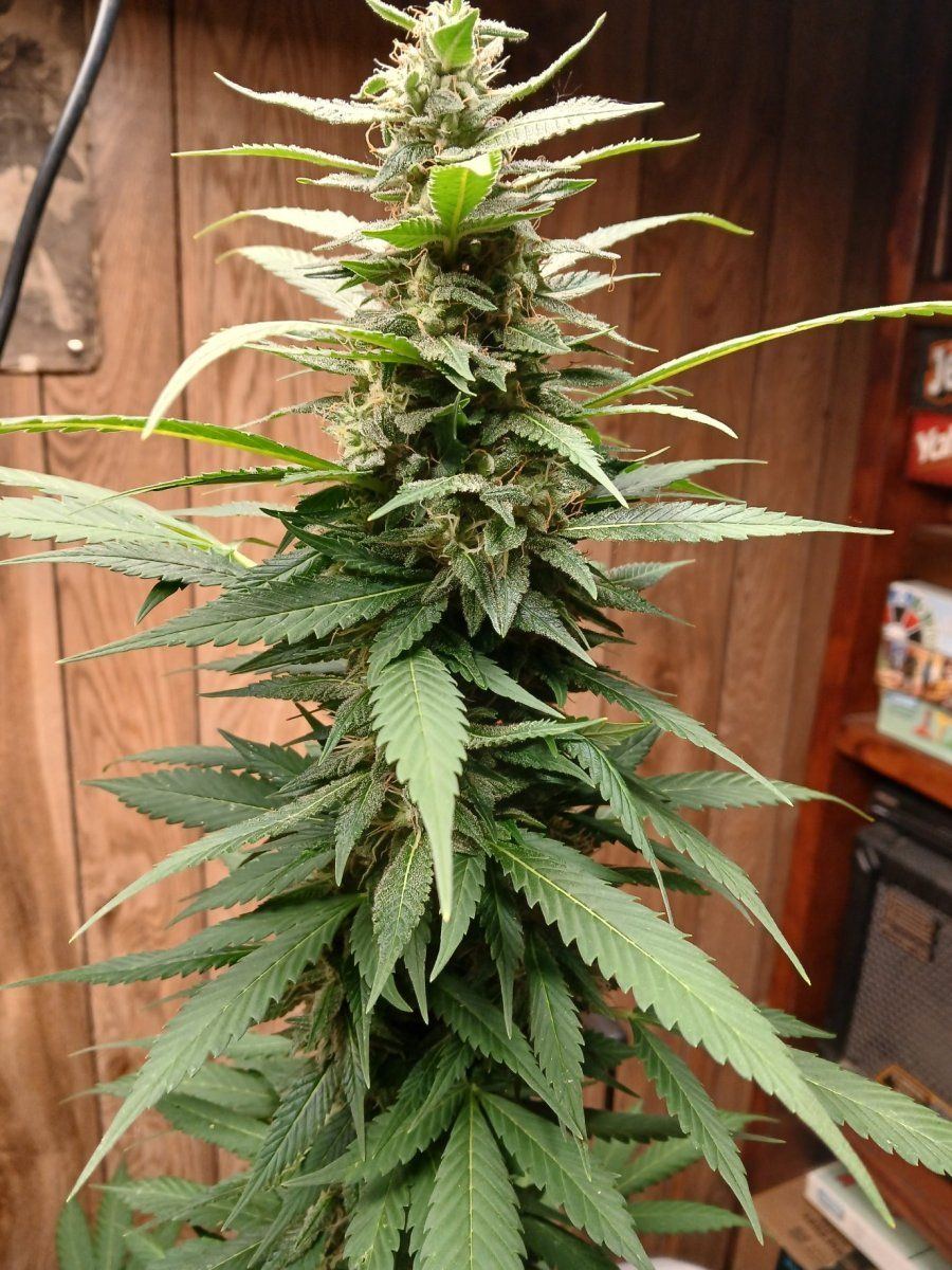 20250811 Afghan Kush