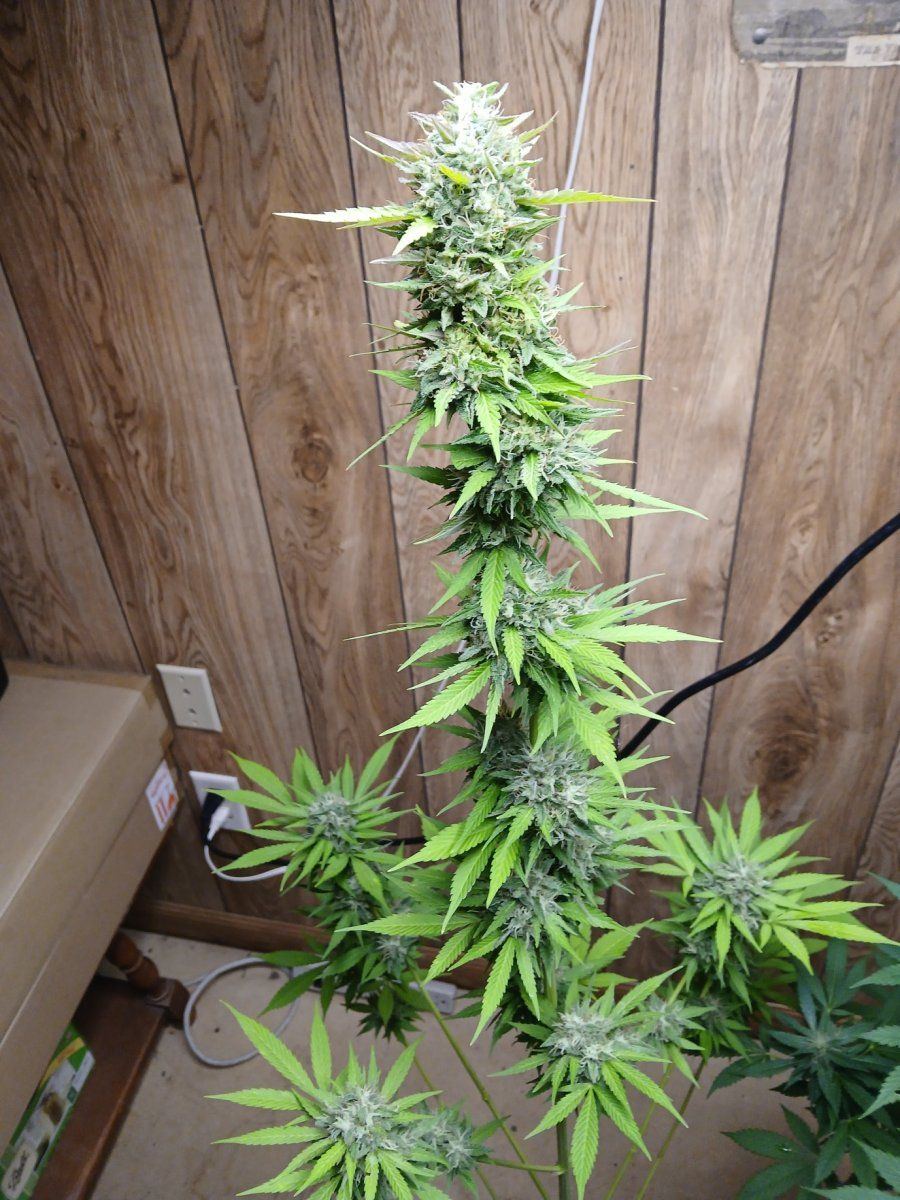 20250811 White Widow