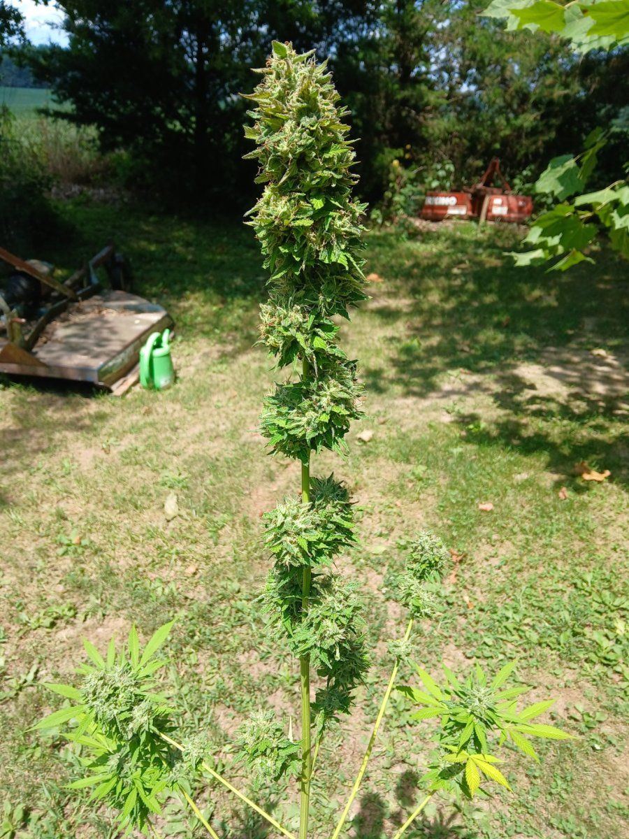 20250811 White Widow Trimmed