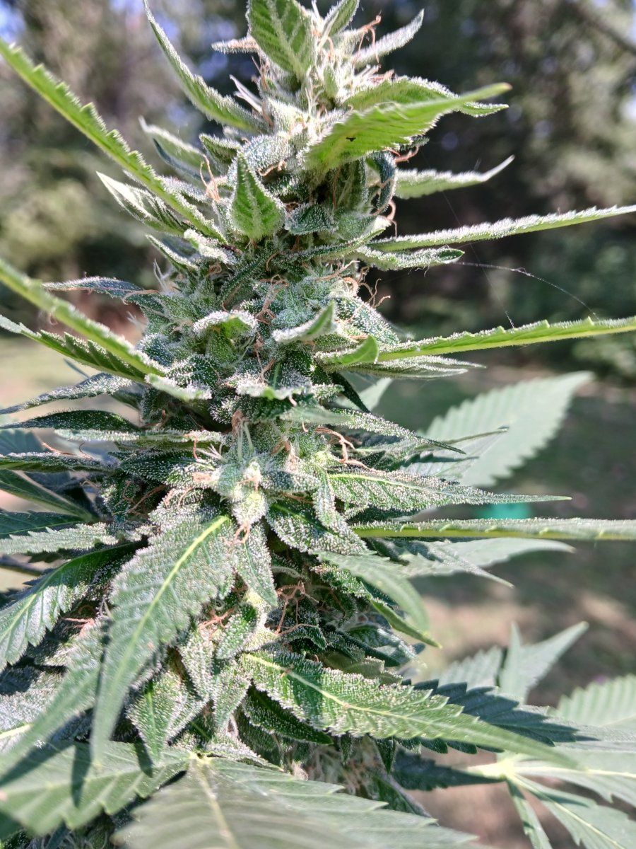 20250813 Afghan Kush top
