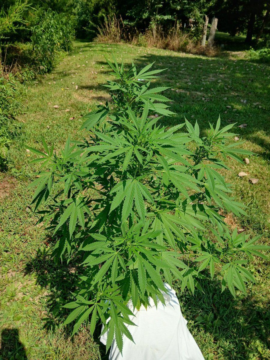 20250813 White Widow
