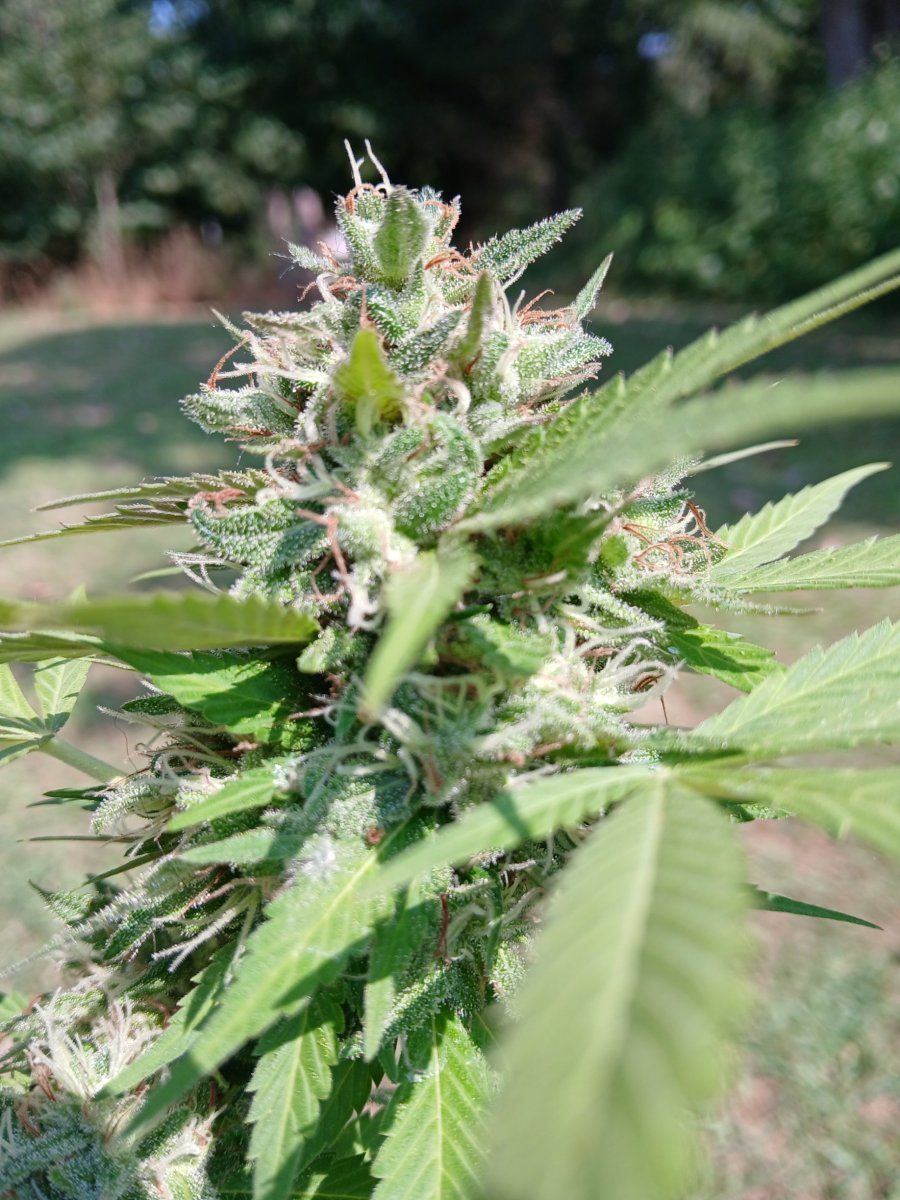 20250813 White Widow lower bud