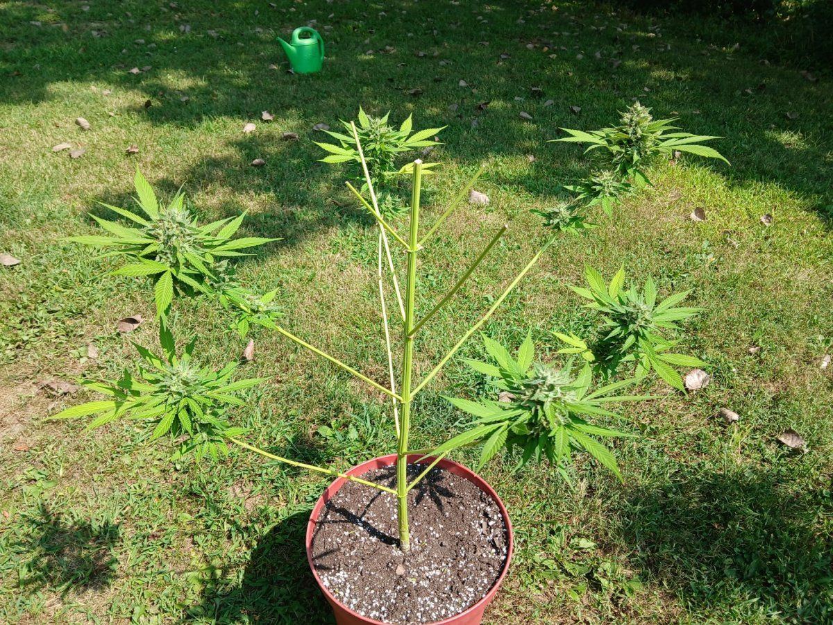 20250813 White Widow Lower half