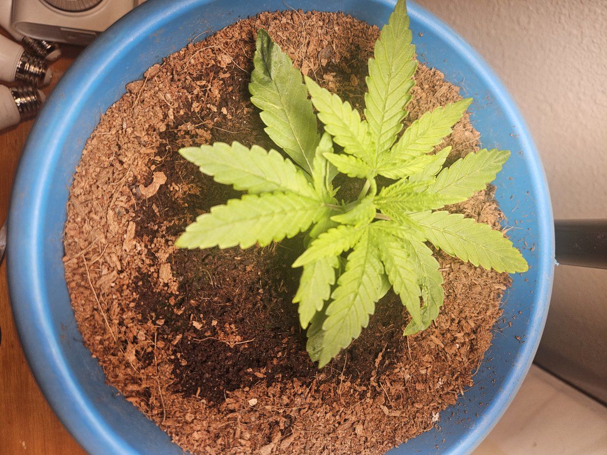 2 weeks veg leaves 1st time growing - THCFarmer